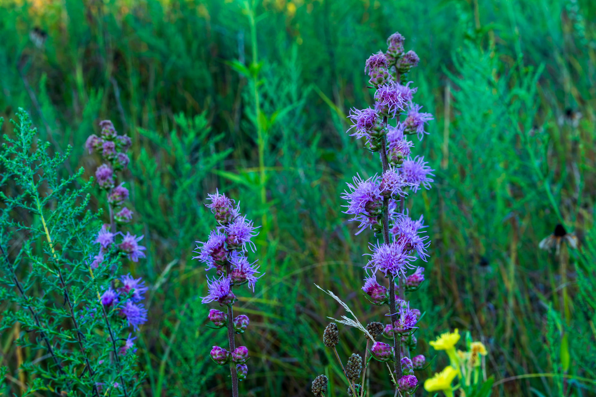 Rough Blazing Star