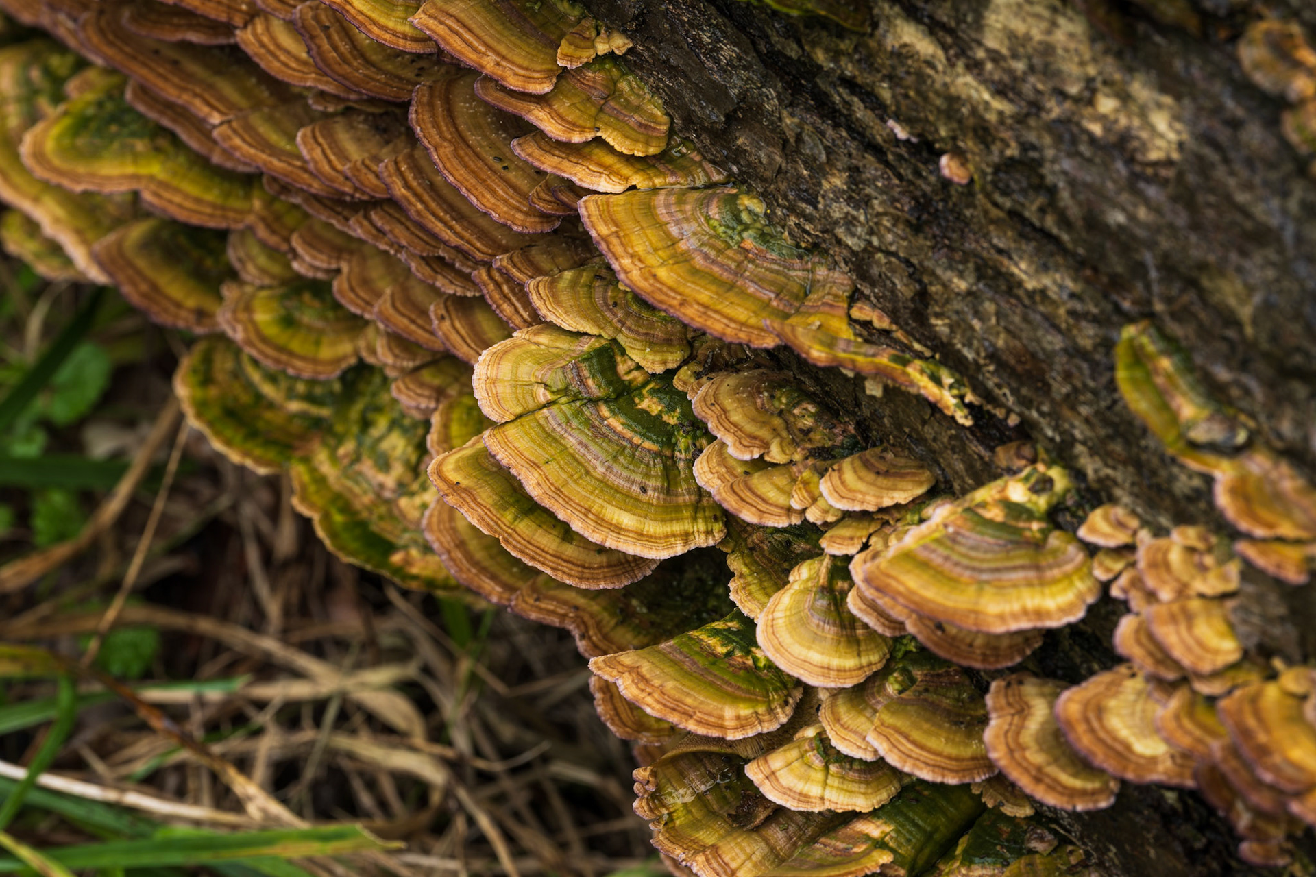 Fungi