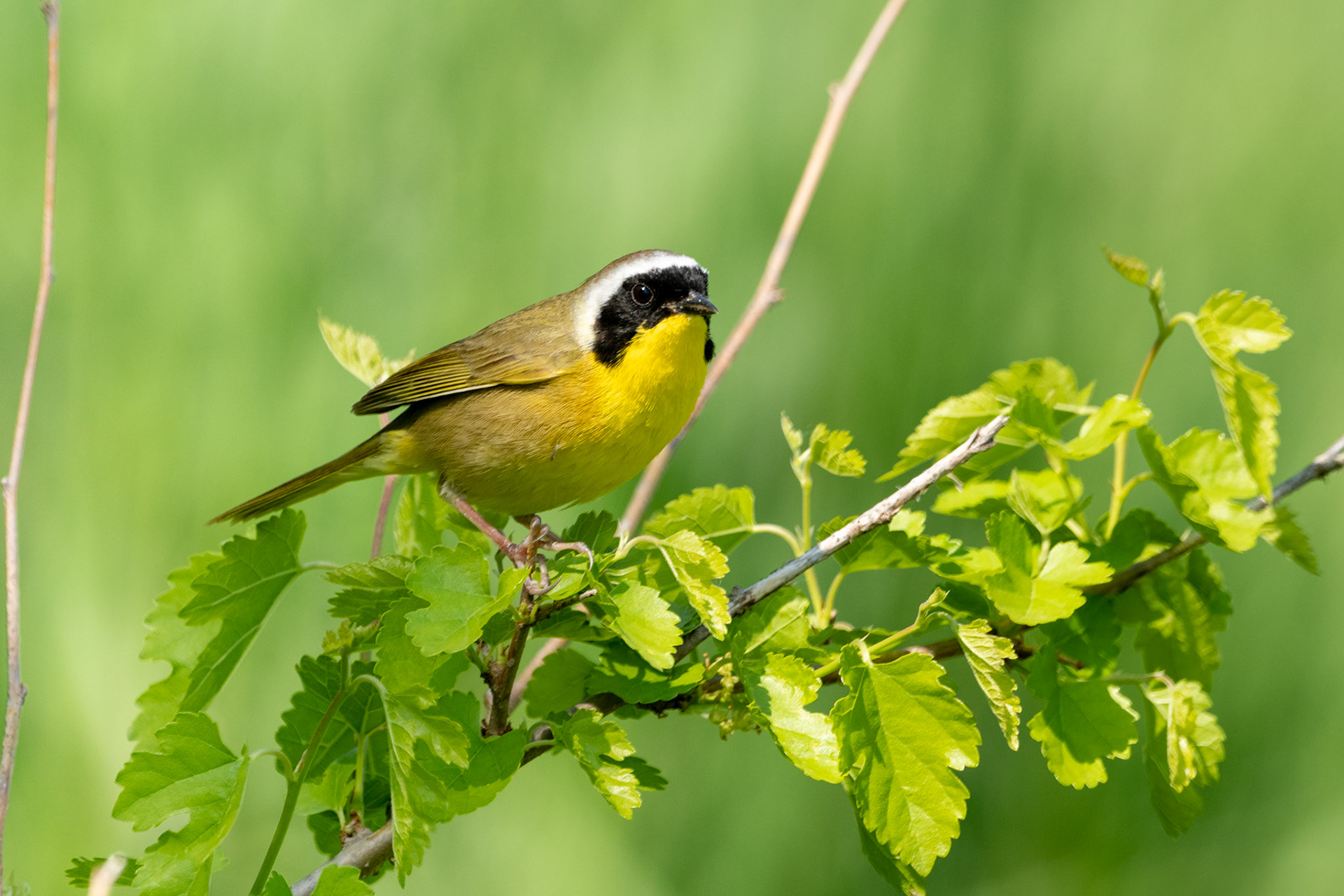 Common Yellowthroat