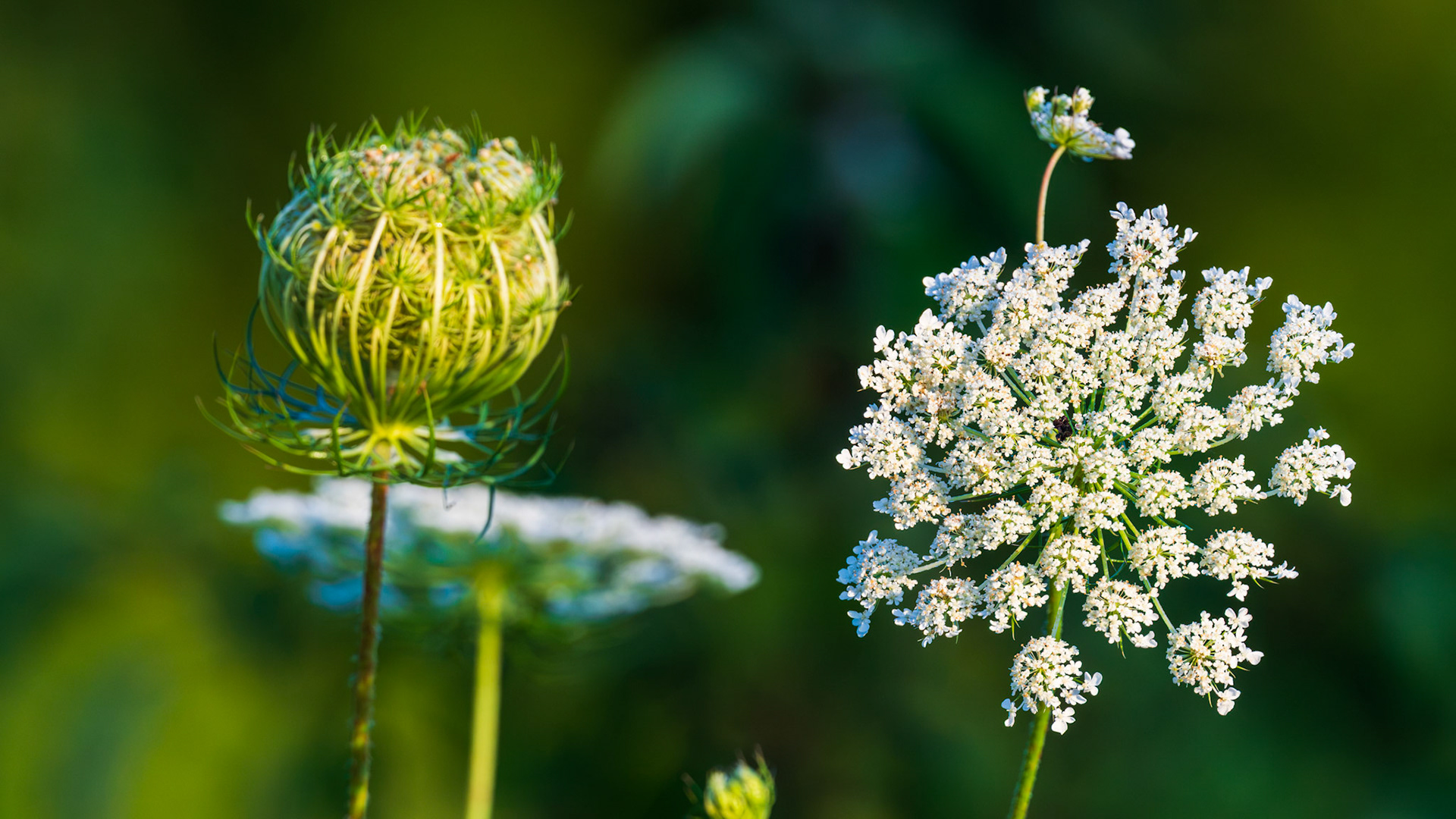 Wild Carrot