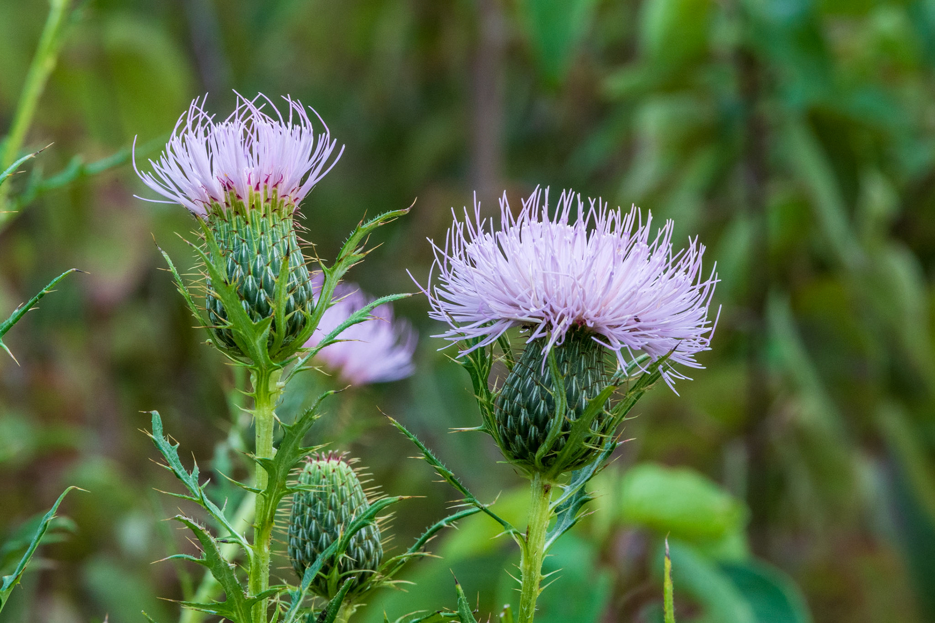 Field Thistle