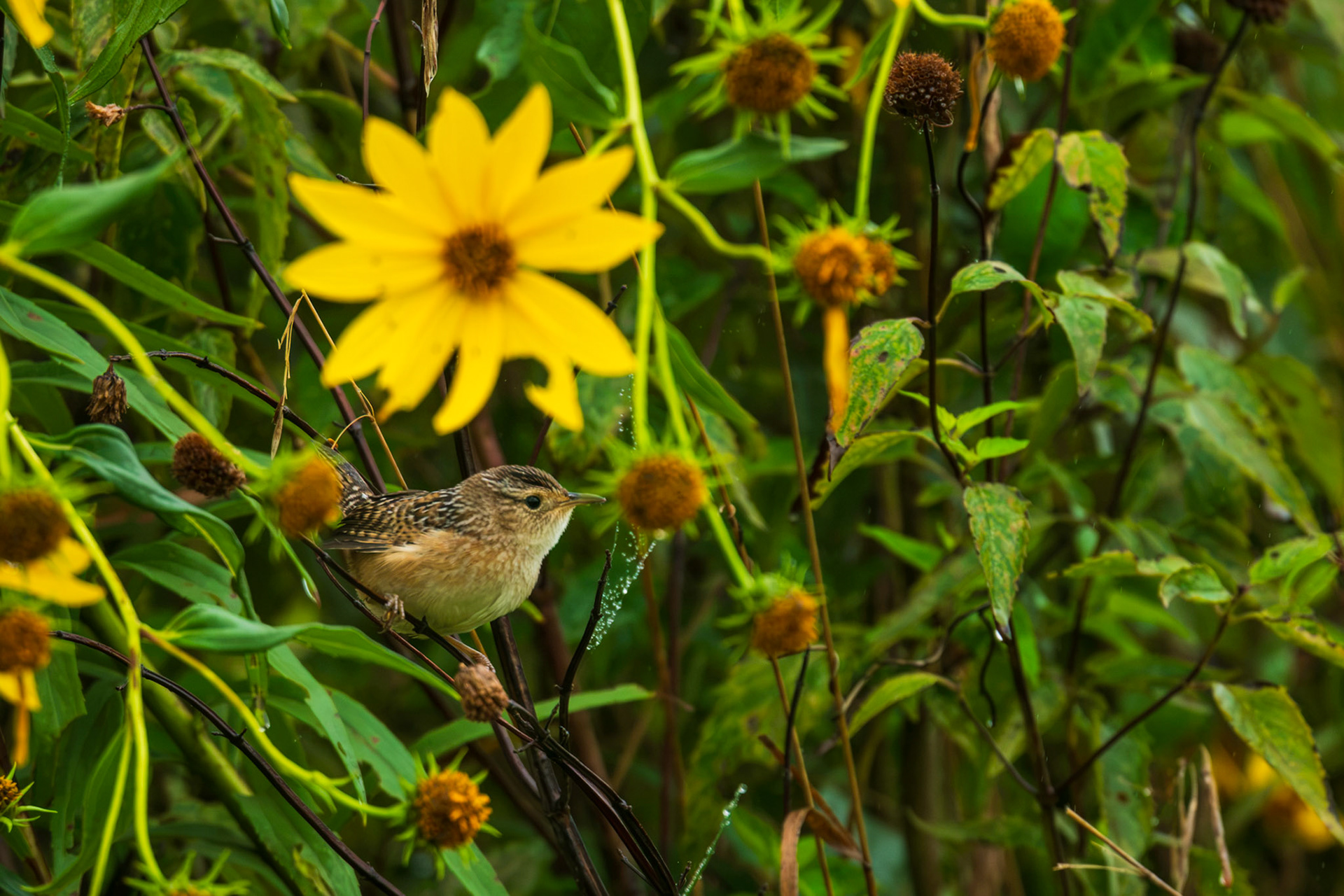 Sedge Wren - Maximillian Sunflower