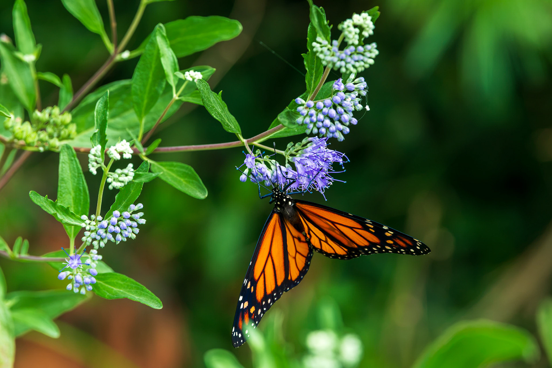 Monarch Butterfly