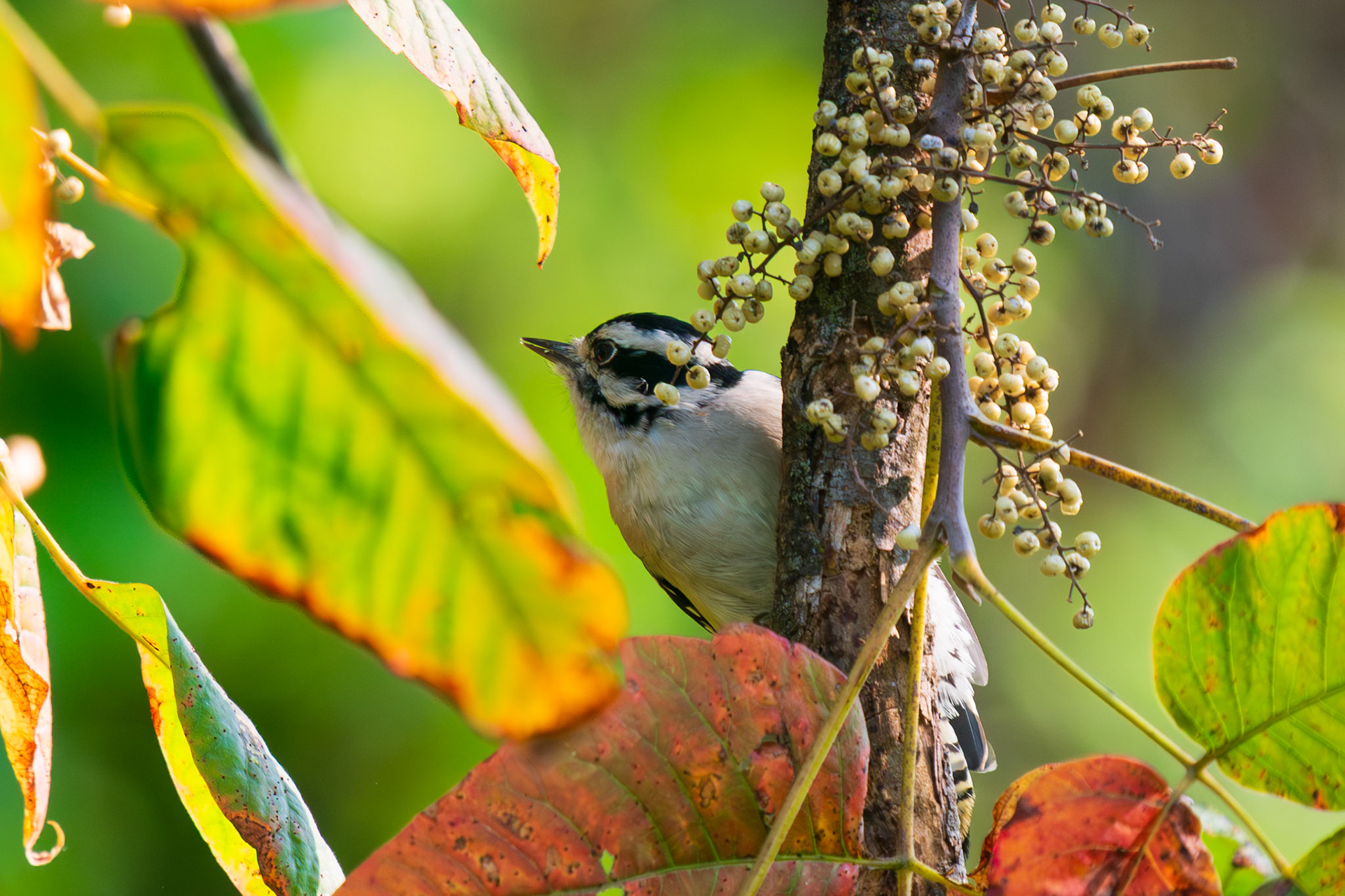 Downy Woodpecker