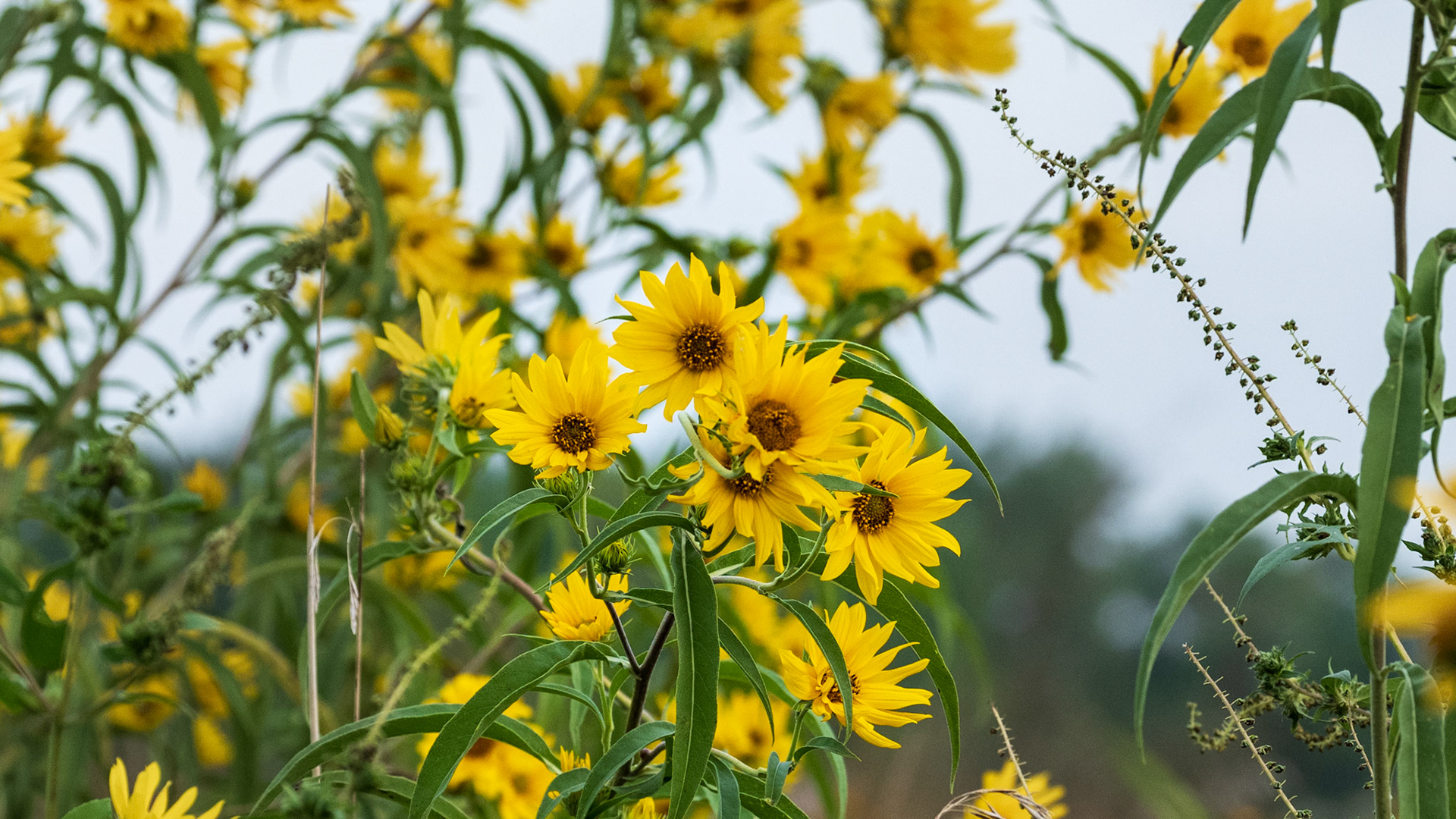 Maximillian Sunflower