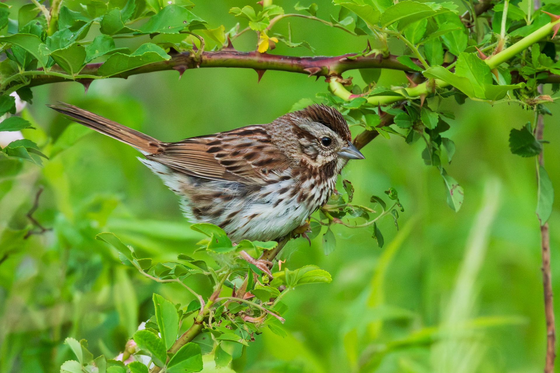 Song Sparrow