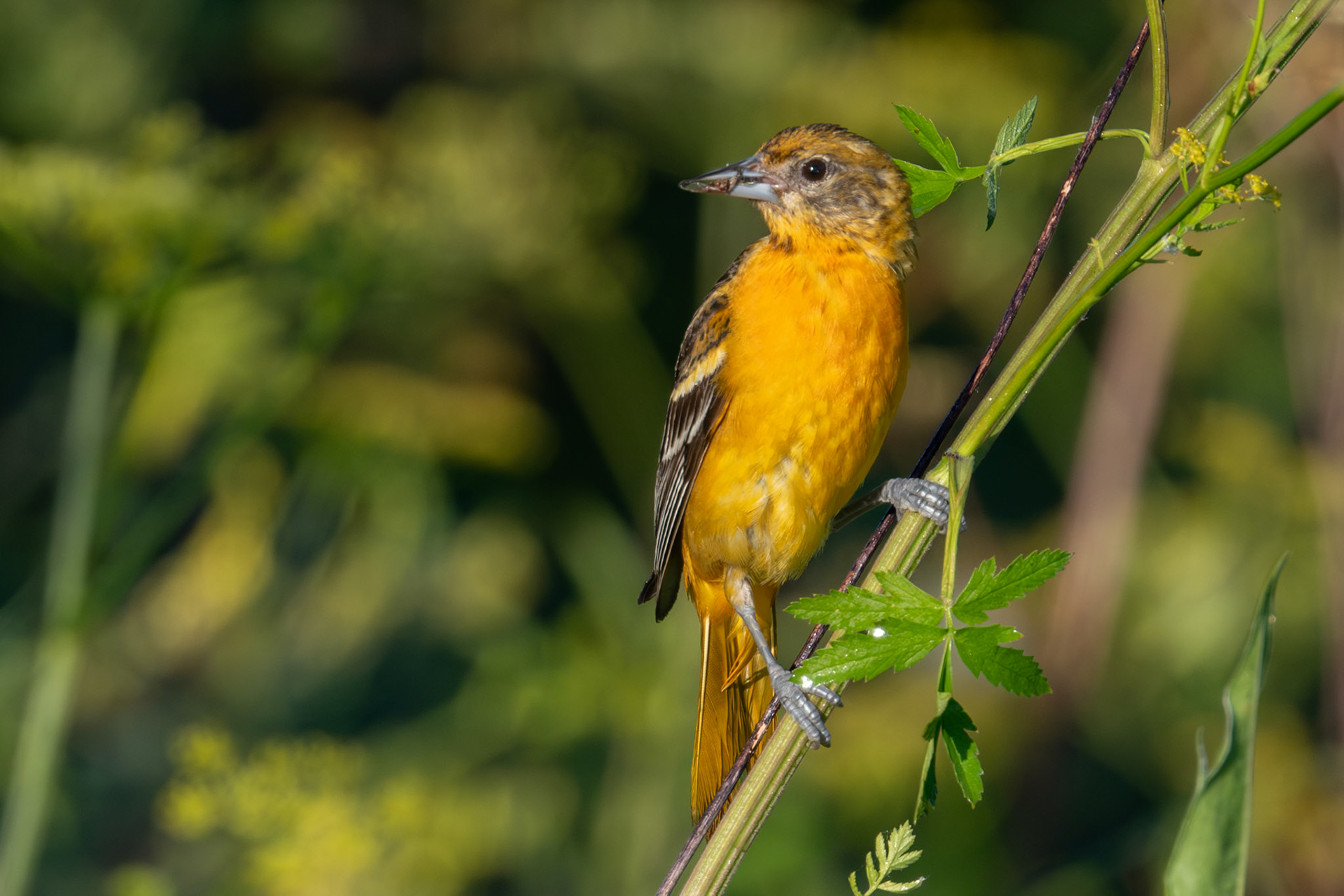 Baltimore Oriole