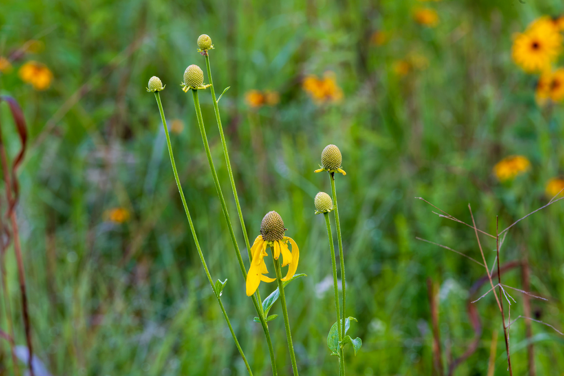 Grey-headed Coneflower