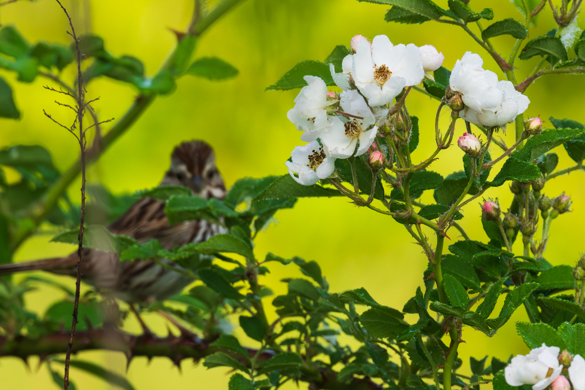 Song Sparrow - Prairie Primrose