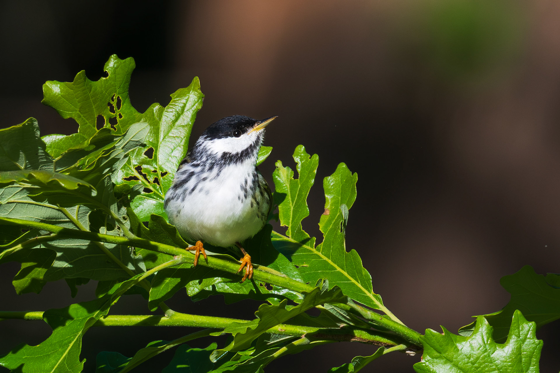 Blackpoll Warbler