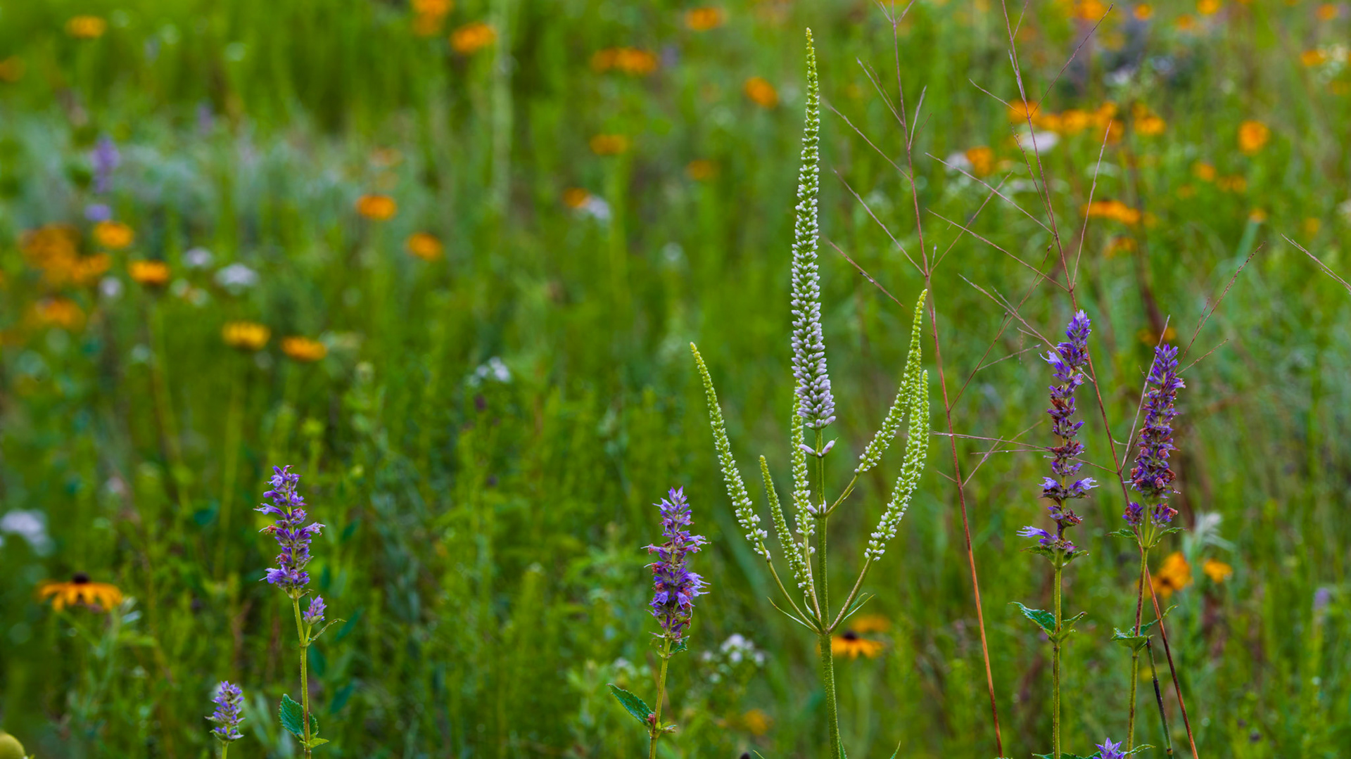 Culver's Root - Anise Hyssop