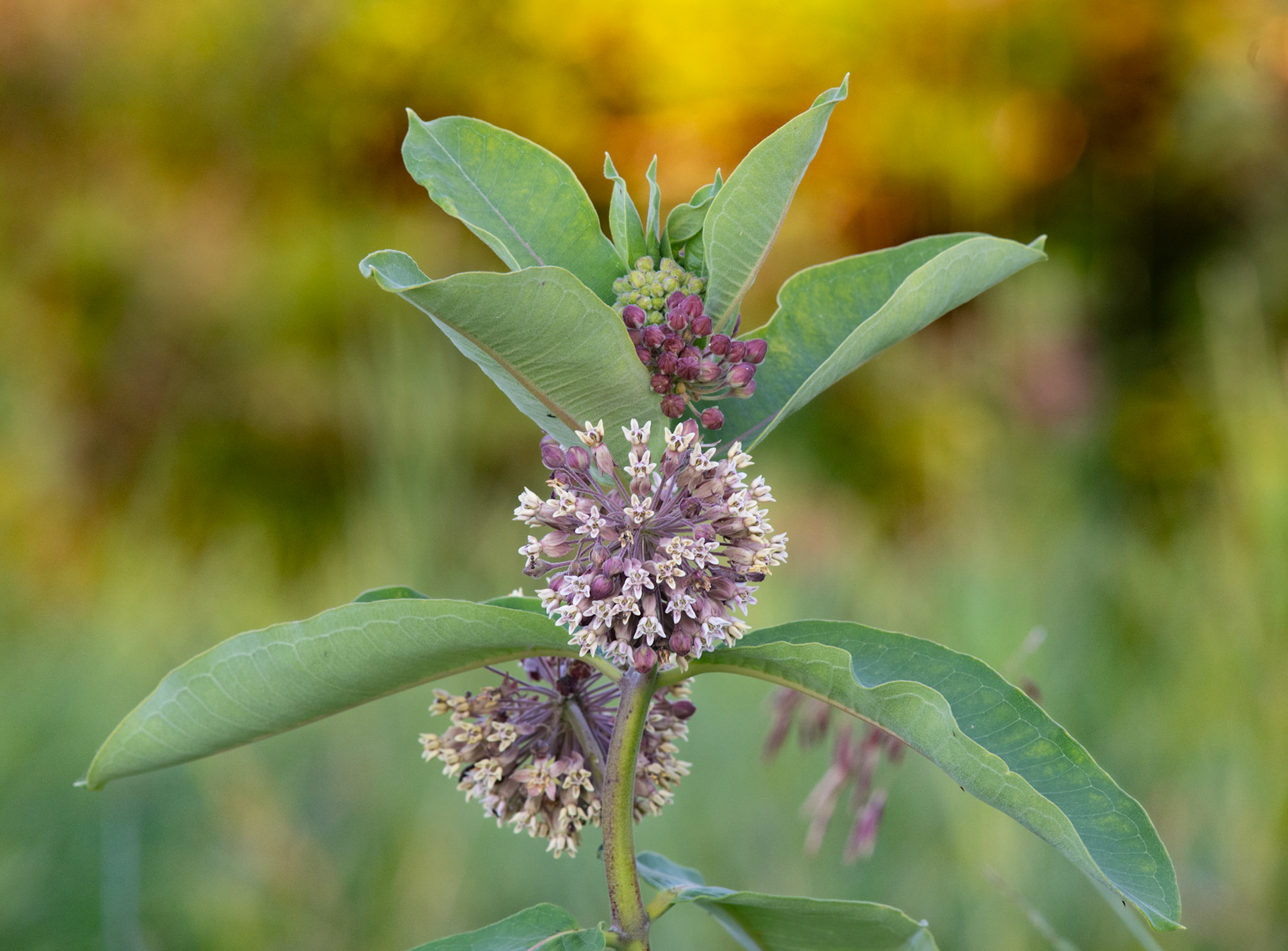 Common Milkweed