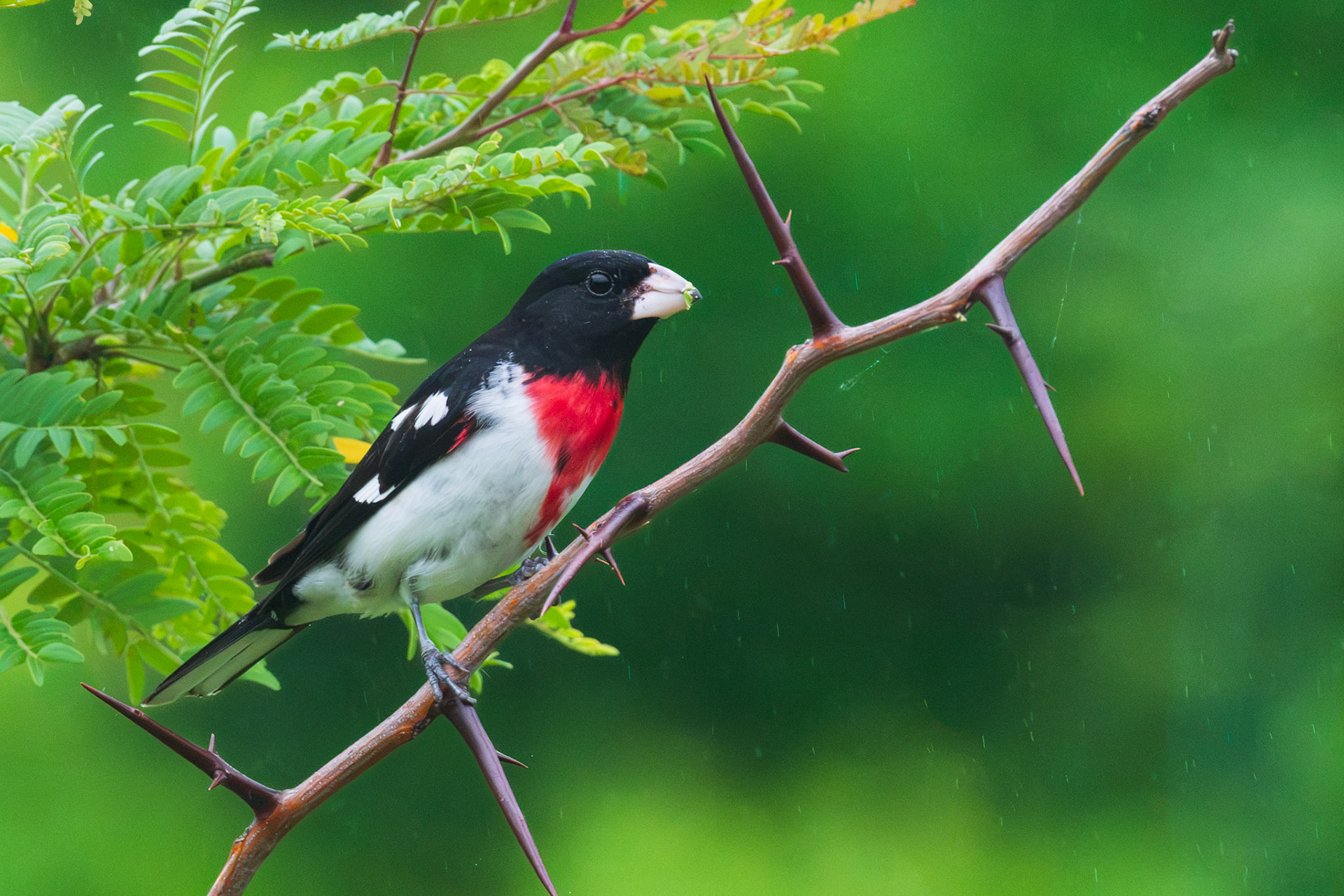 Rose-breasted Grosbeak