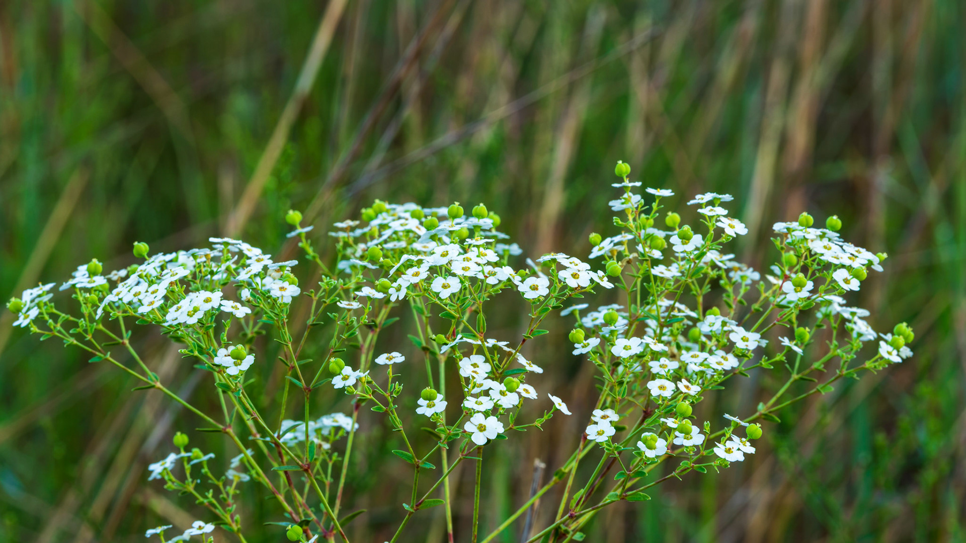 Flowering Spurge