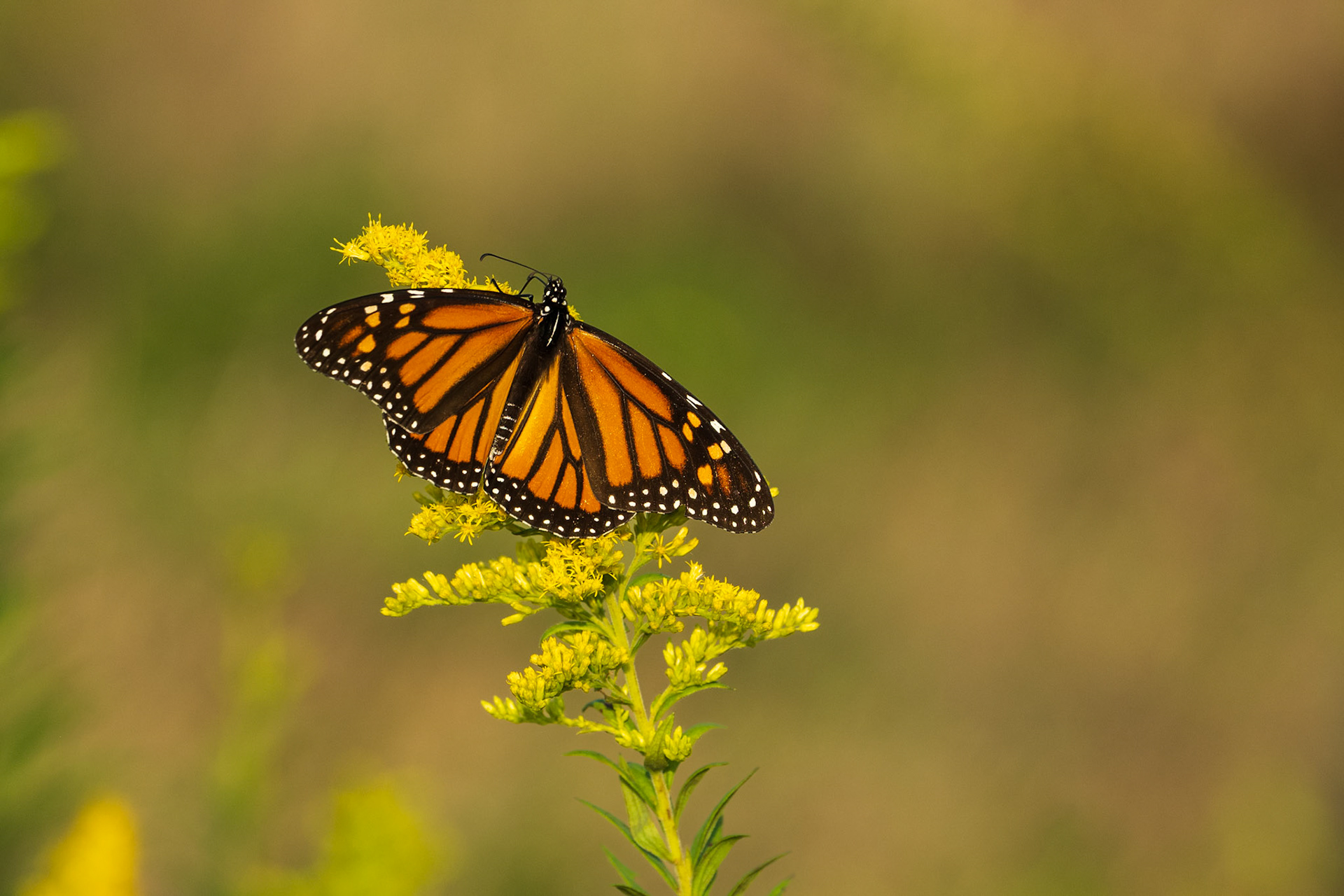 Monarch - Goldenrod