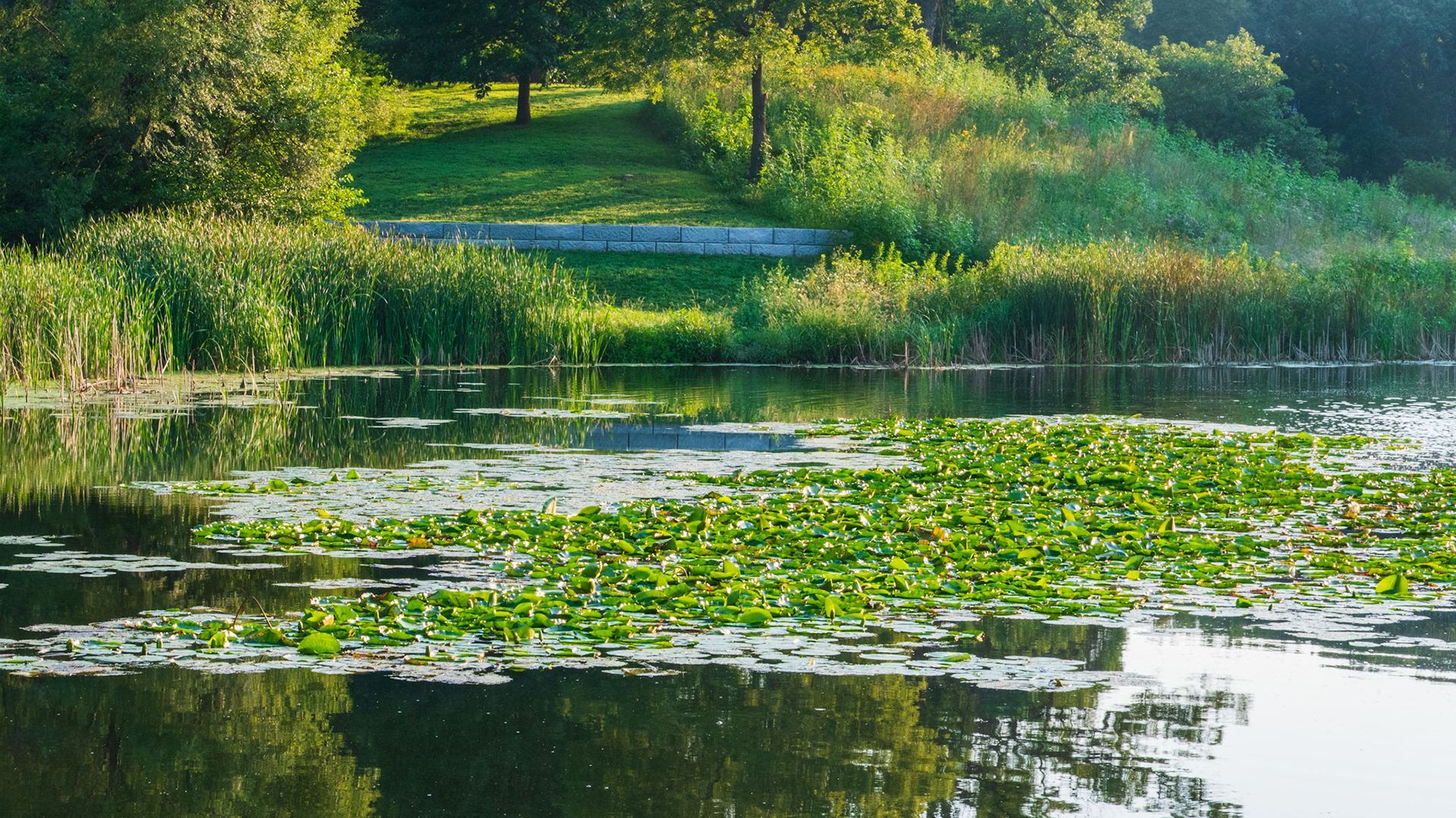 Water Lilies