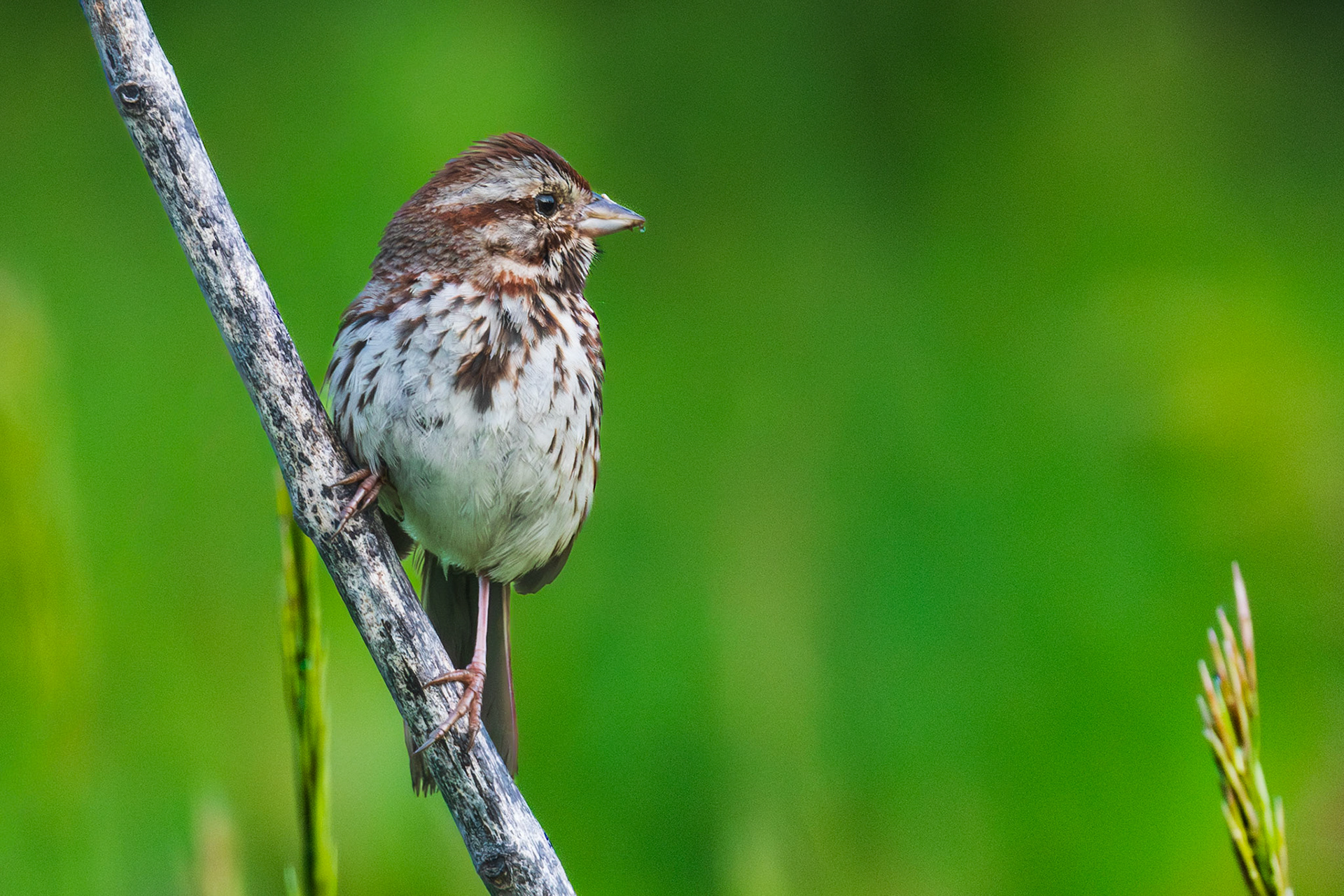 Song Sparrow