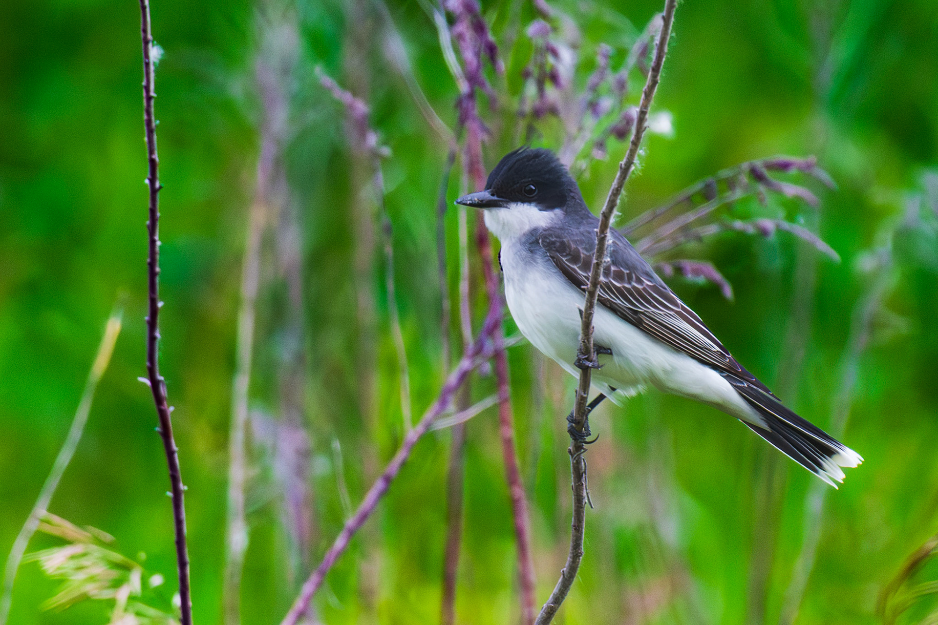 Eastern Kingbird