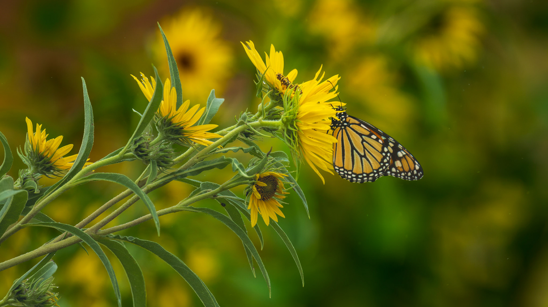 Monarch - Maximillian Sunflower