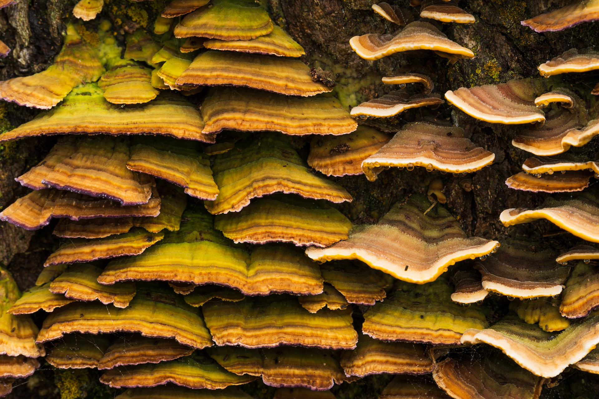 Fungi