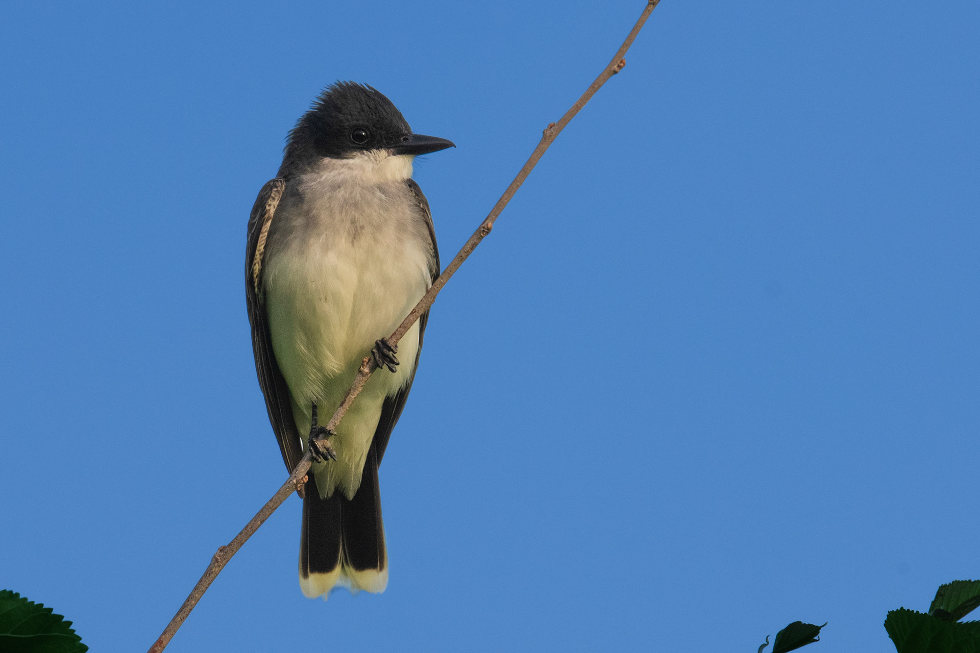 Eastern Kingbird