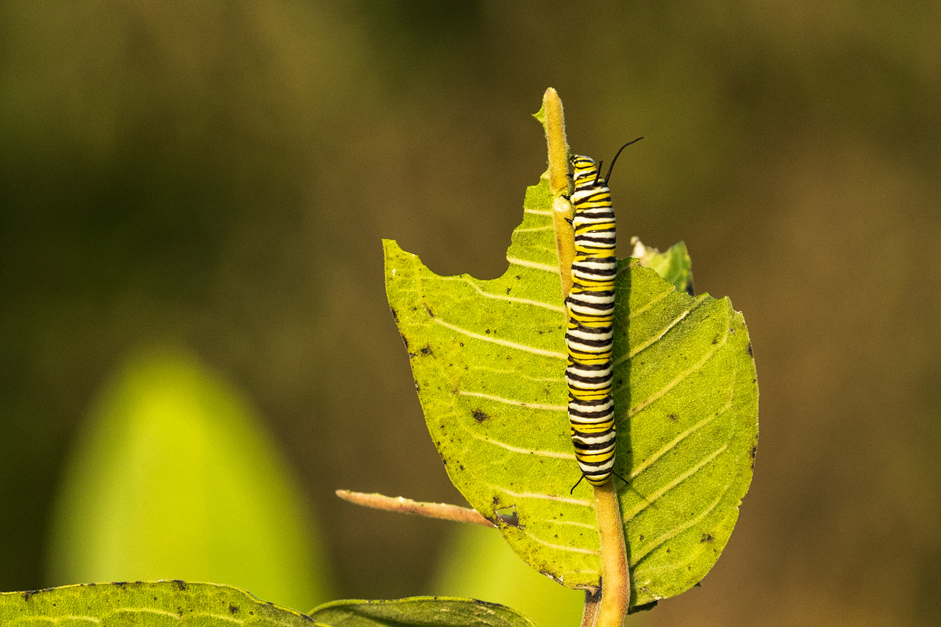 Monarch Catepillar