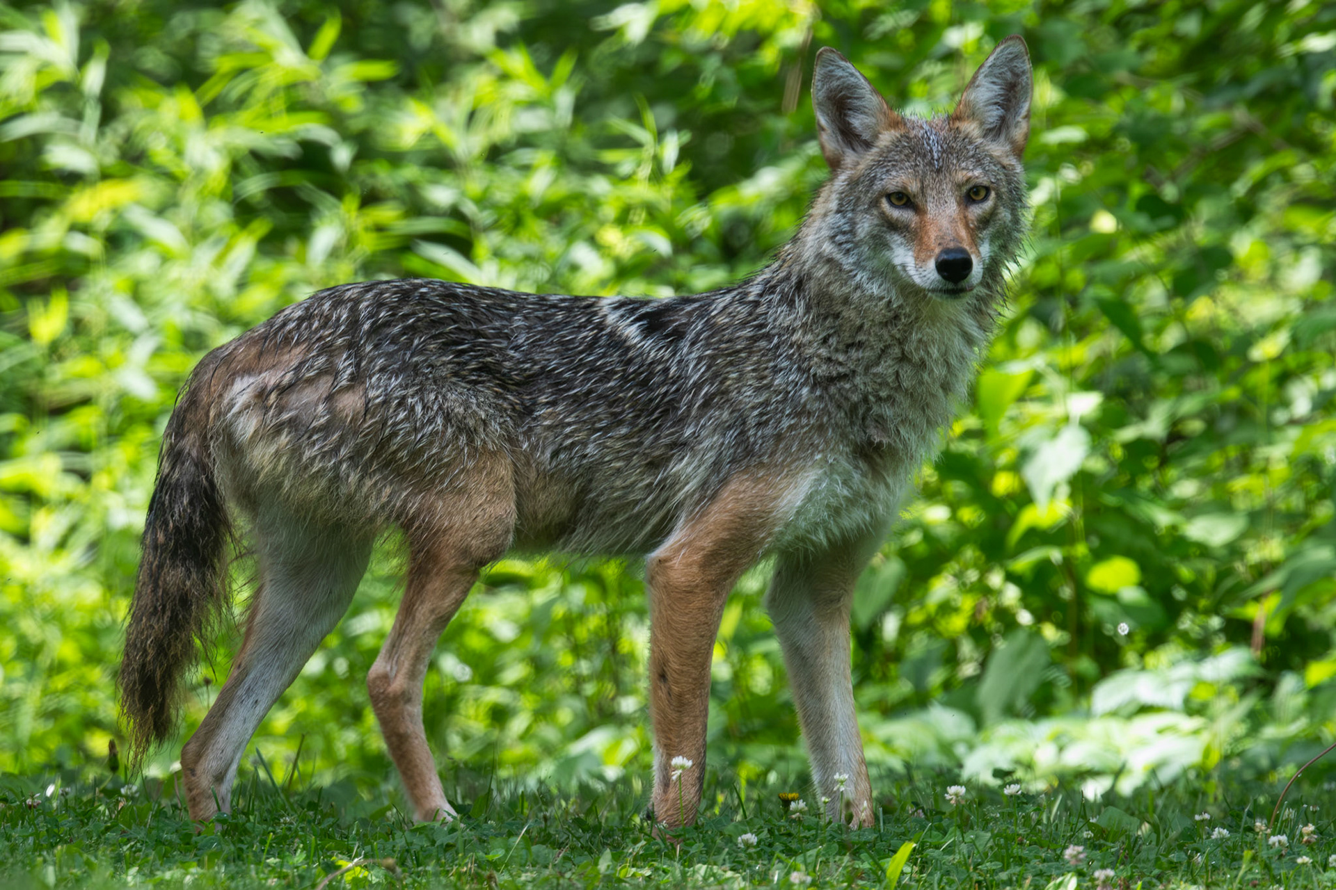 Coyote