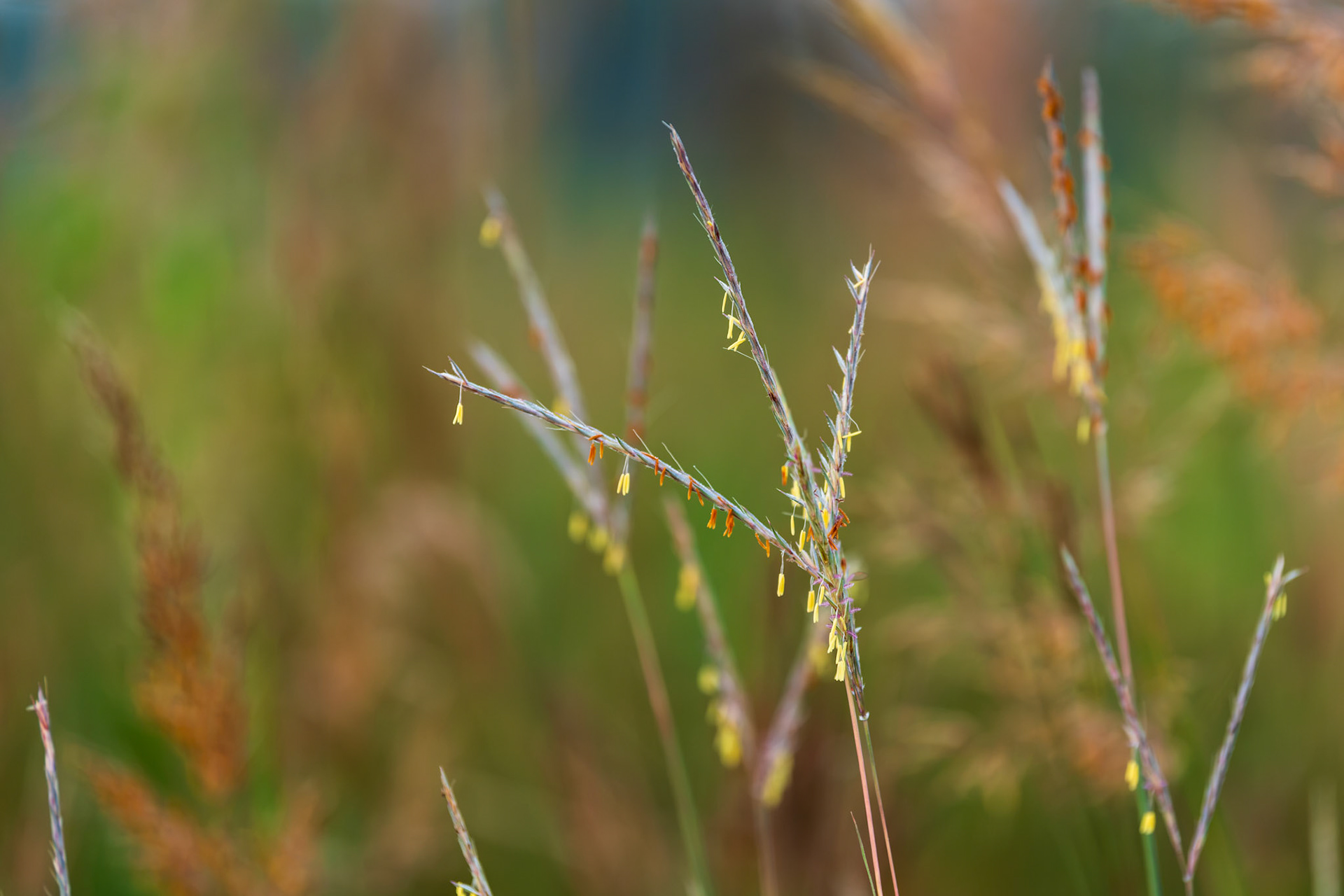 Big Bluestem