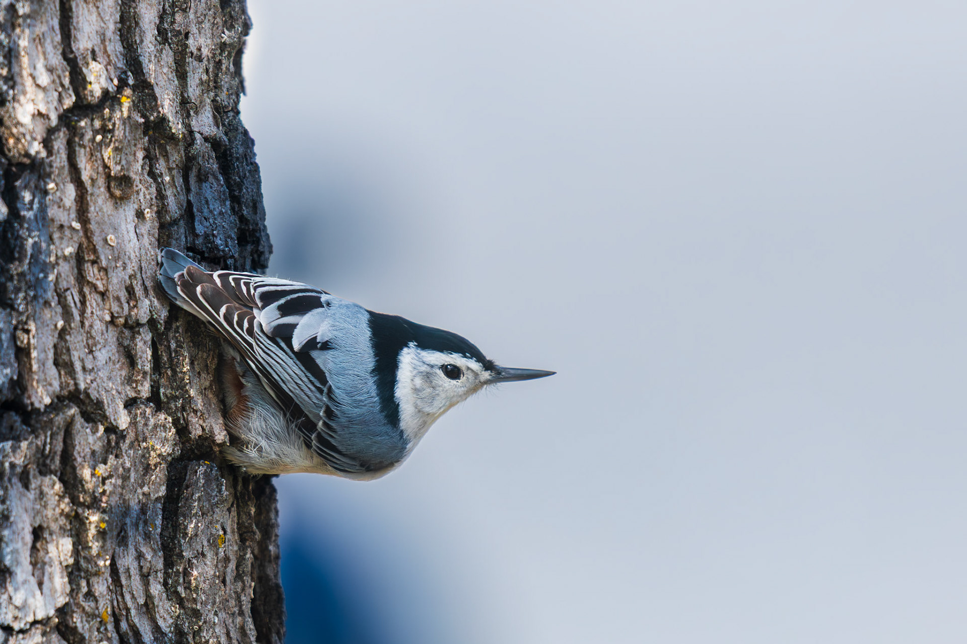 White-breasted Nuthatch