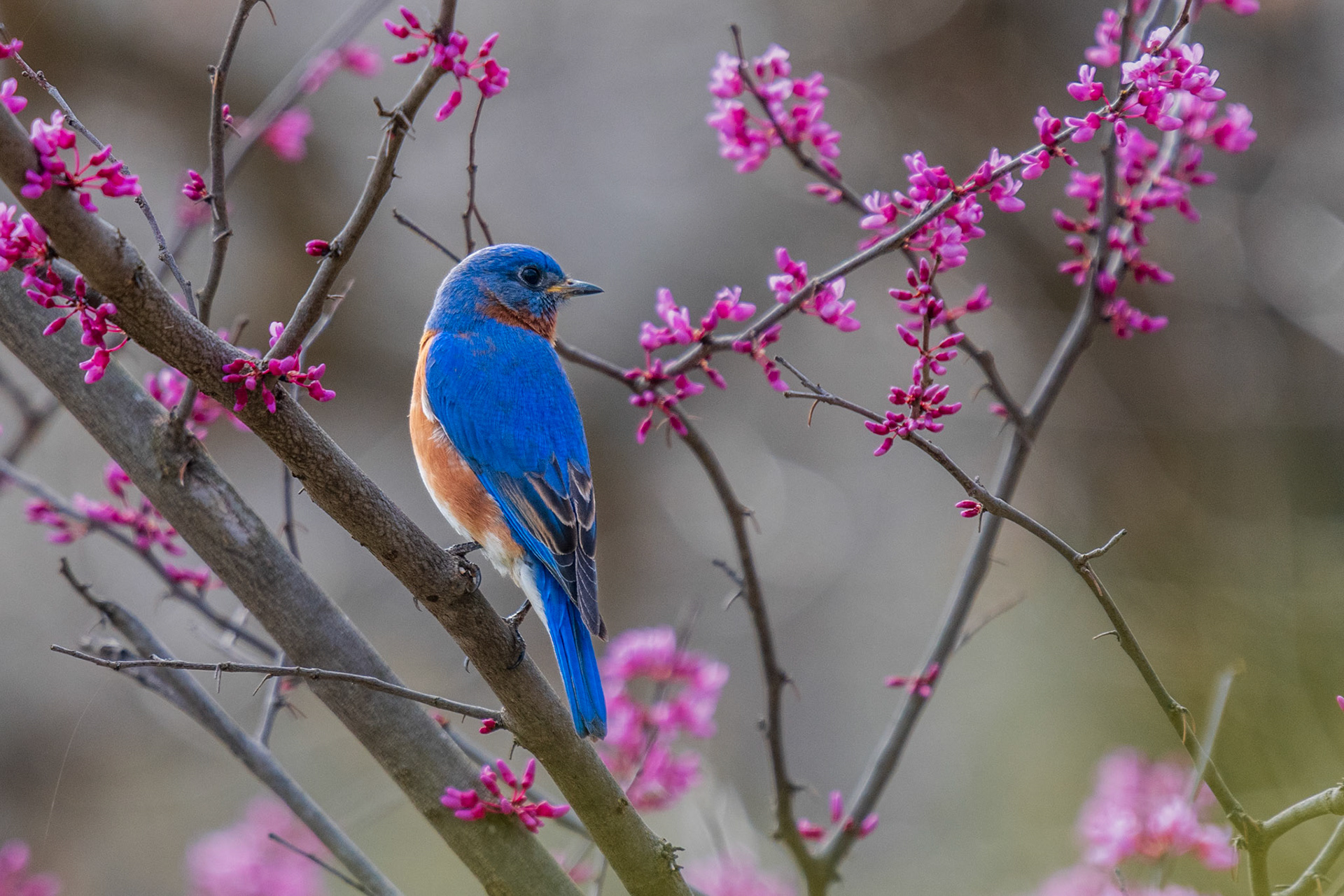 Eastern Bluebird