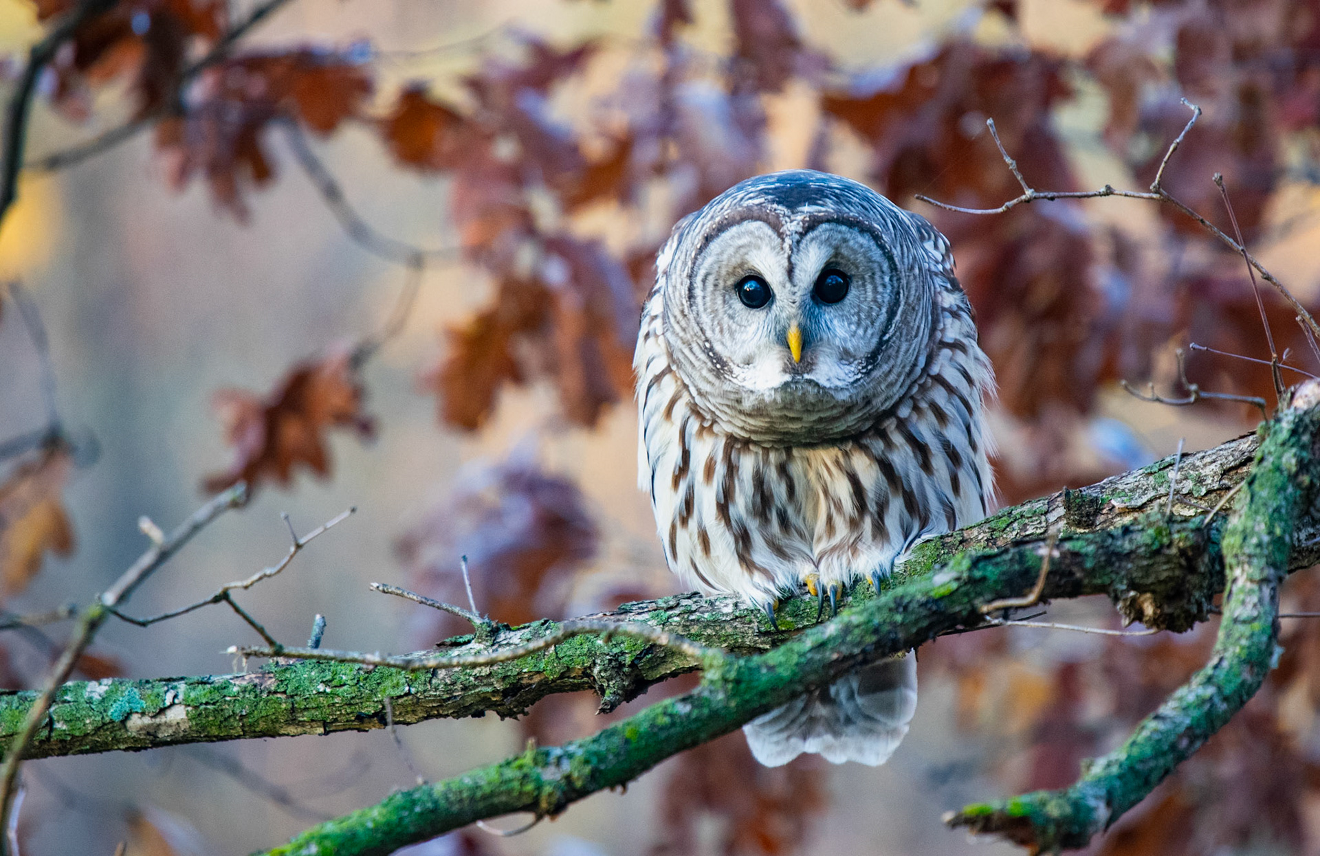 Barred Owl