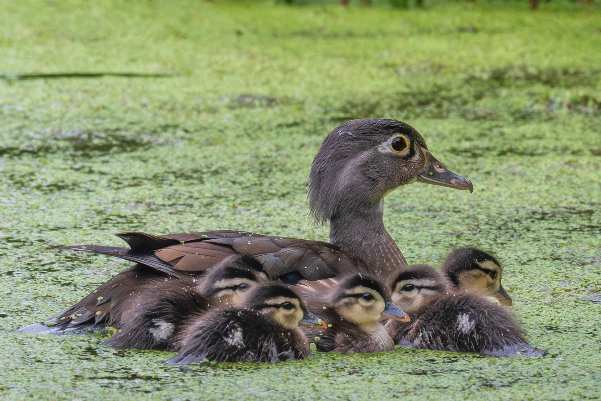 Wood Duck