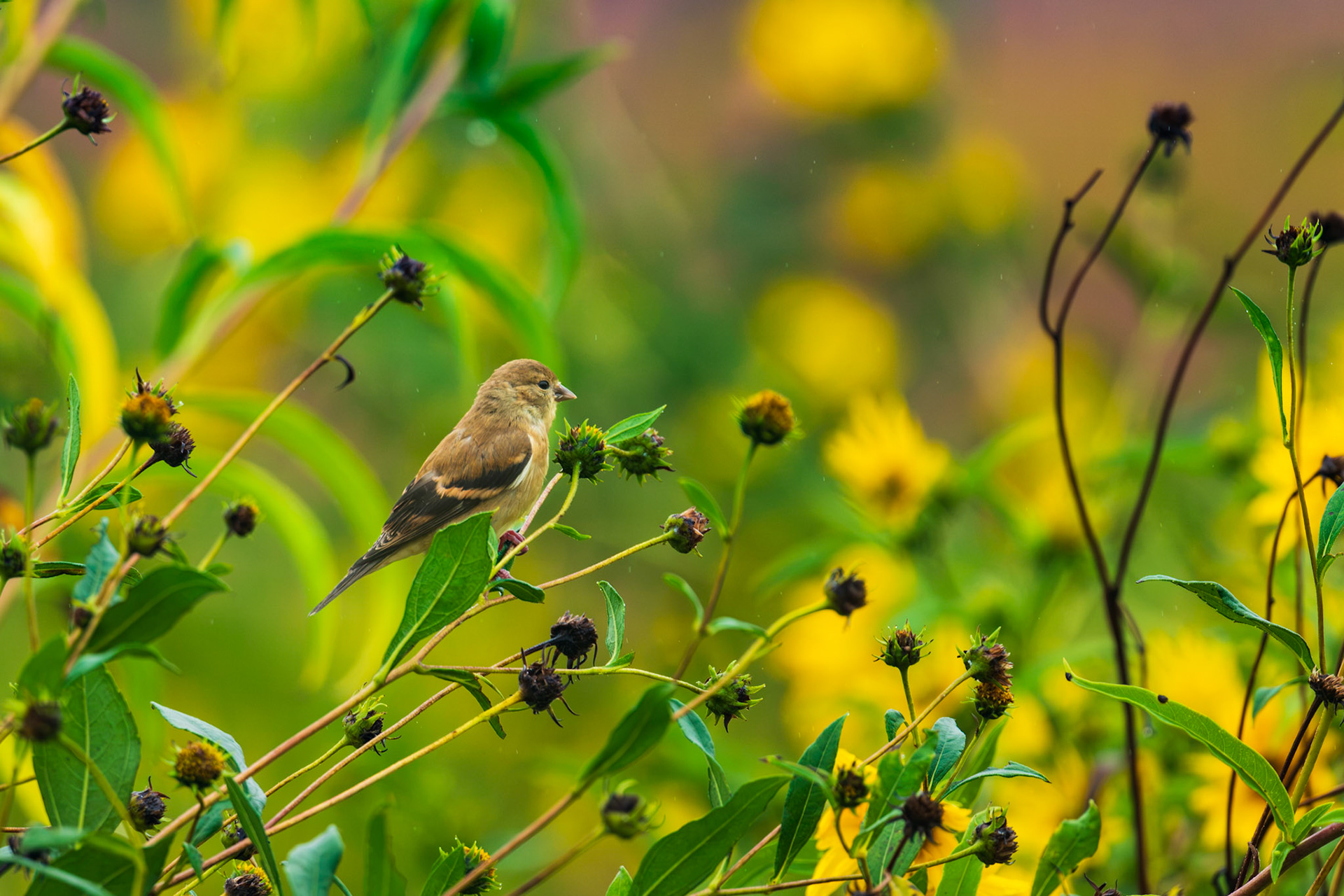 American Goldfinch