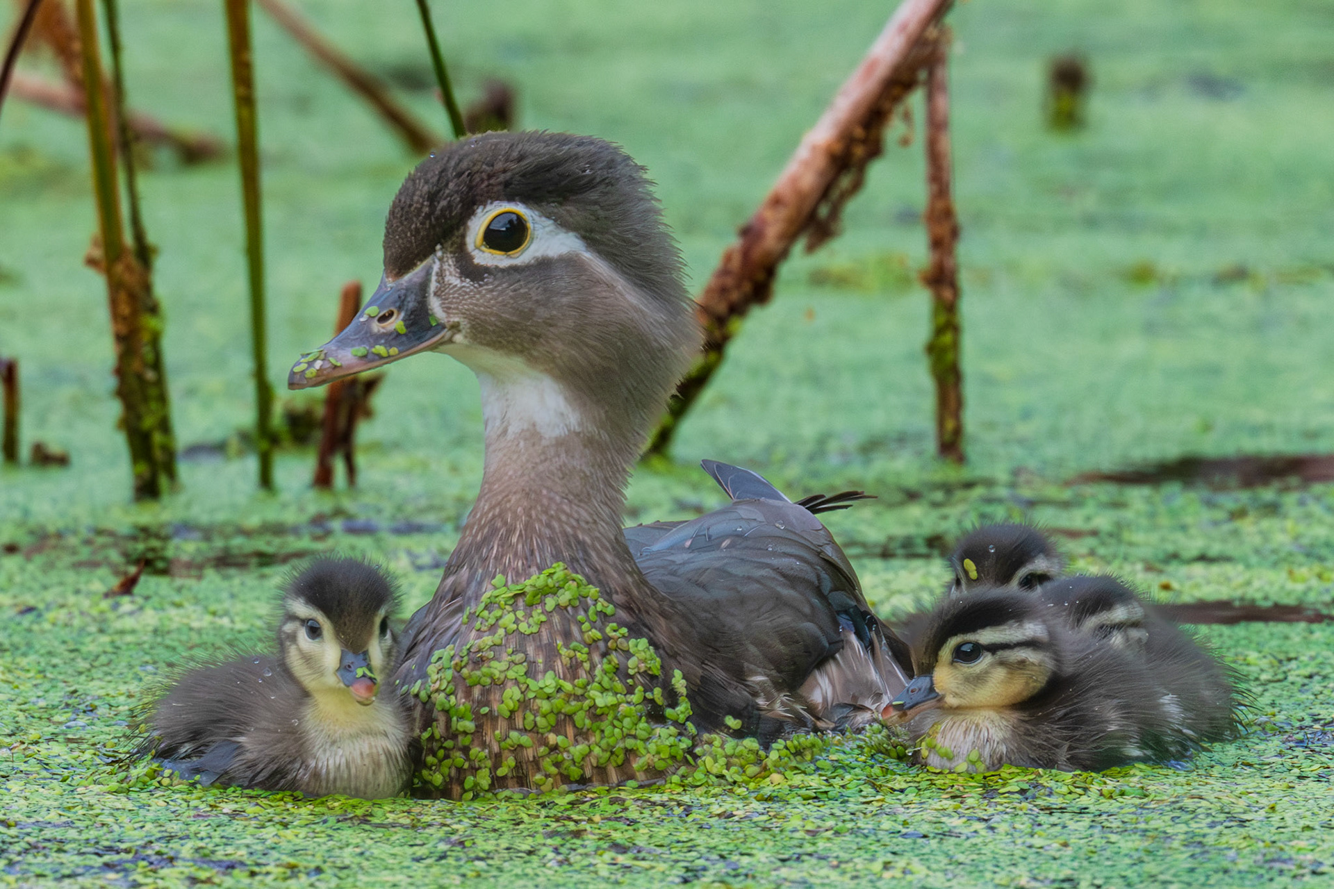 Wood Duck