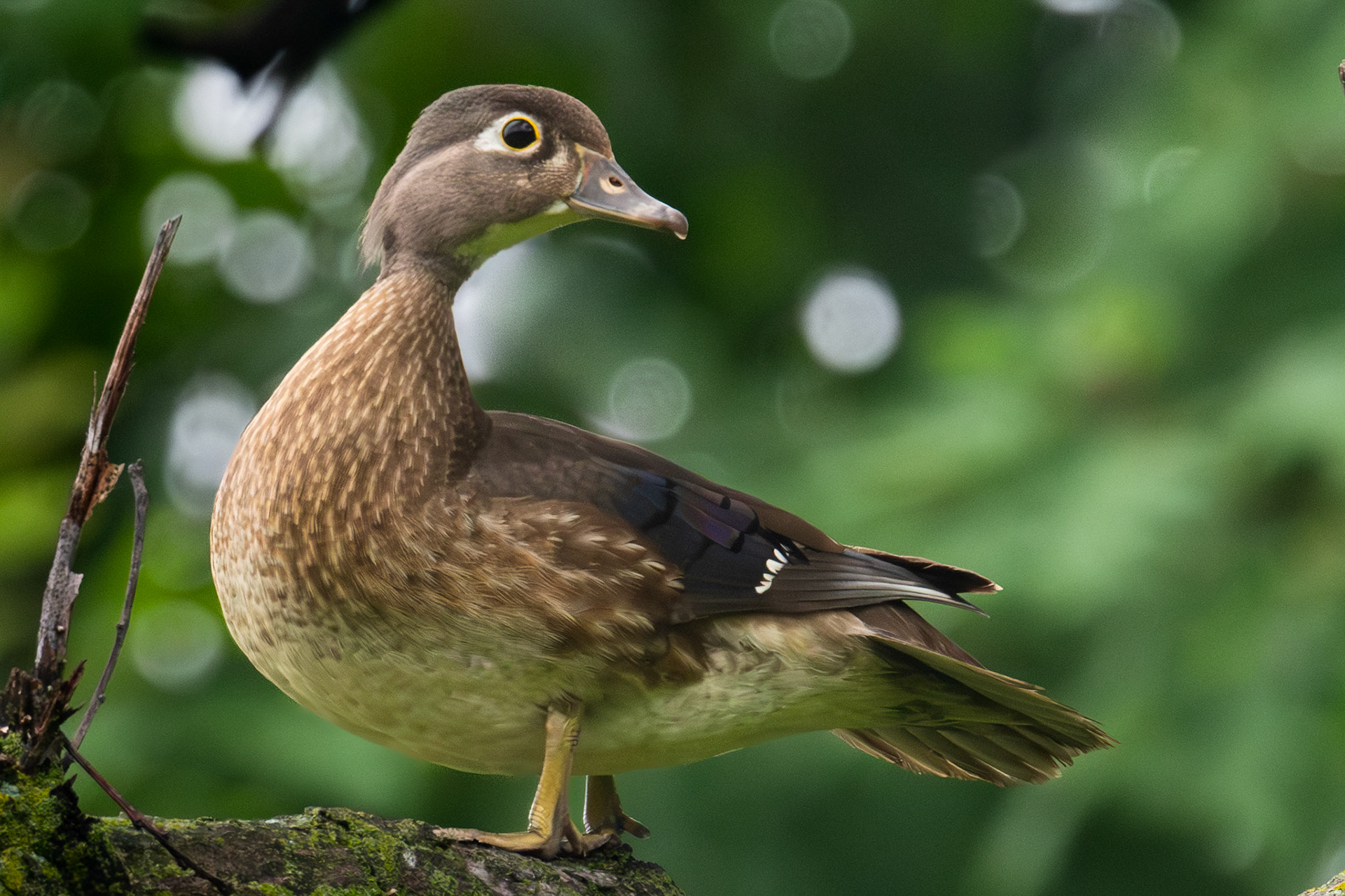 Wood Duck
