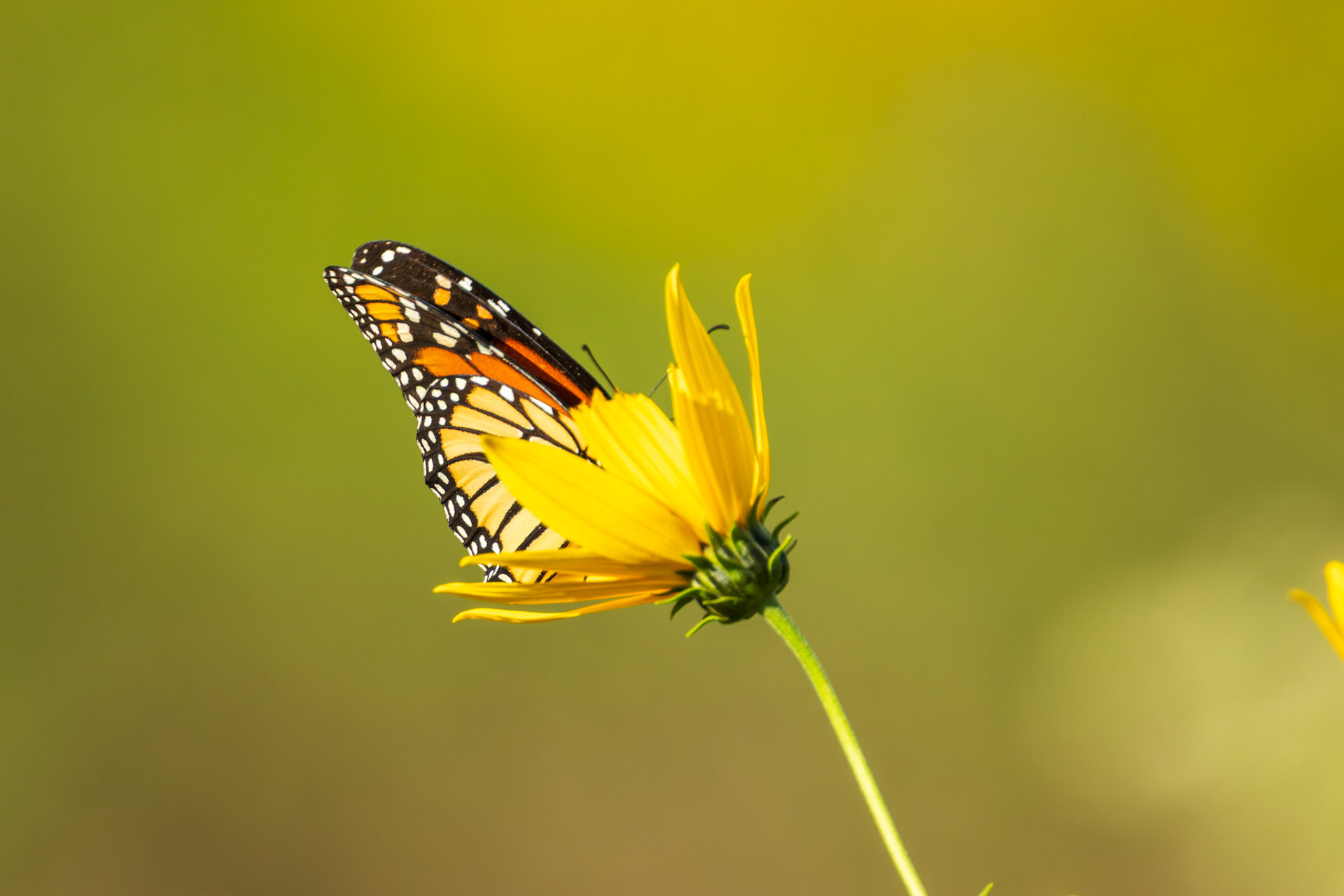 Monarch
