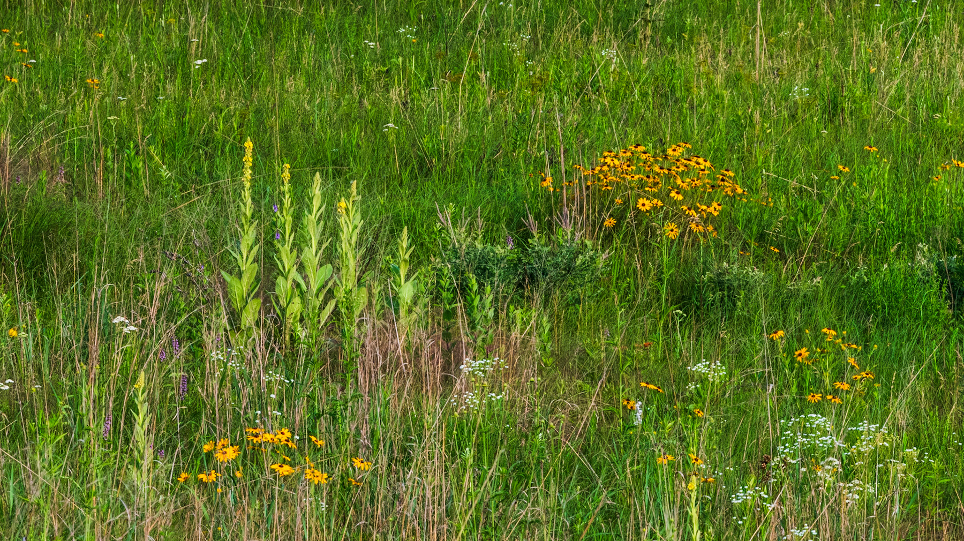 Great Mullien - Black-eyed Susan