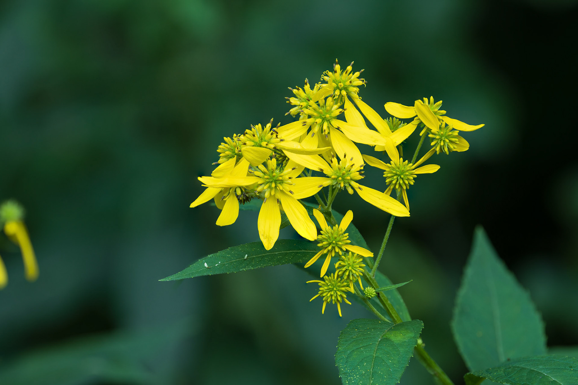 Wingstem