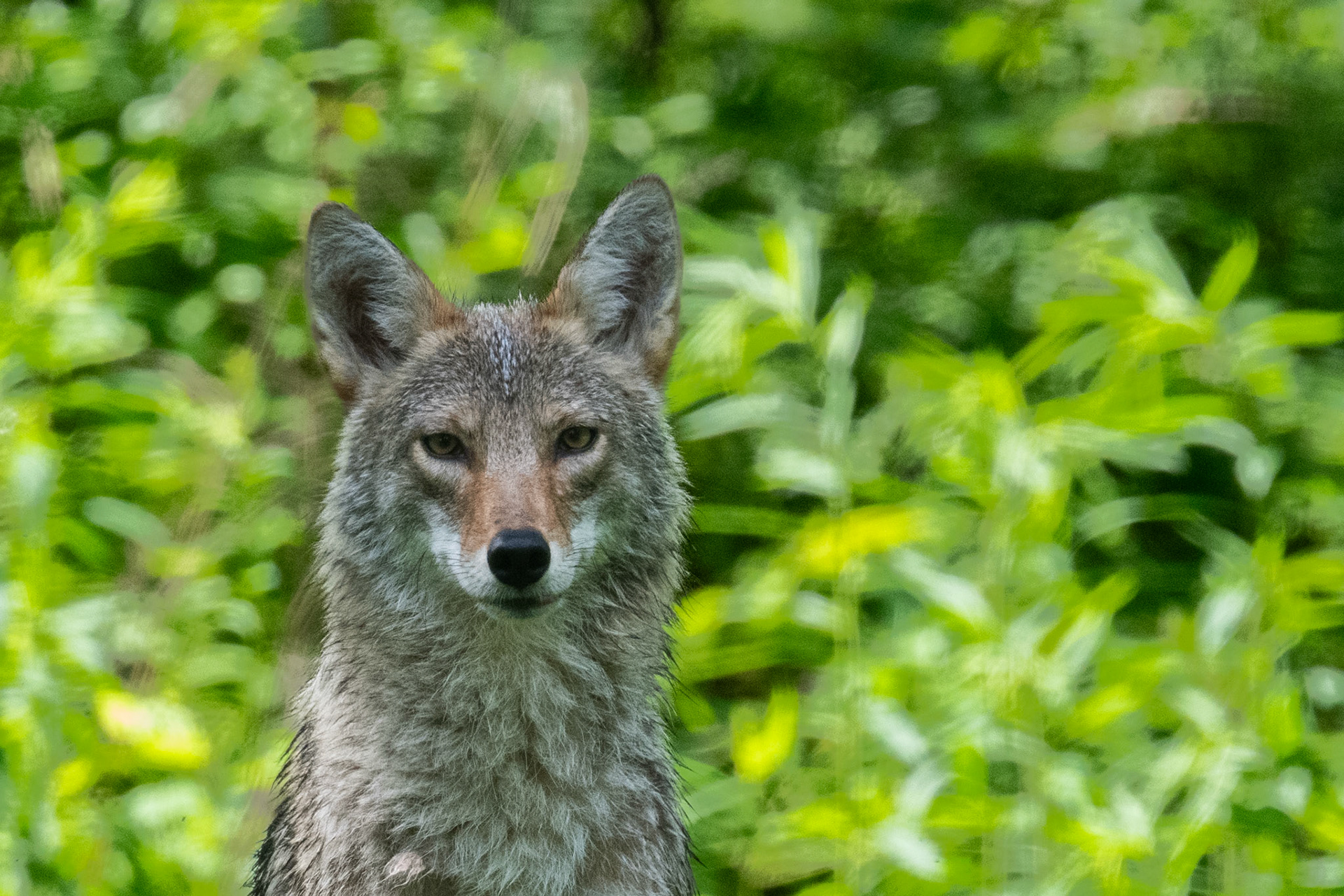 Coyote