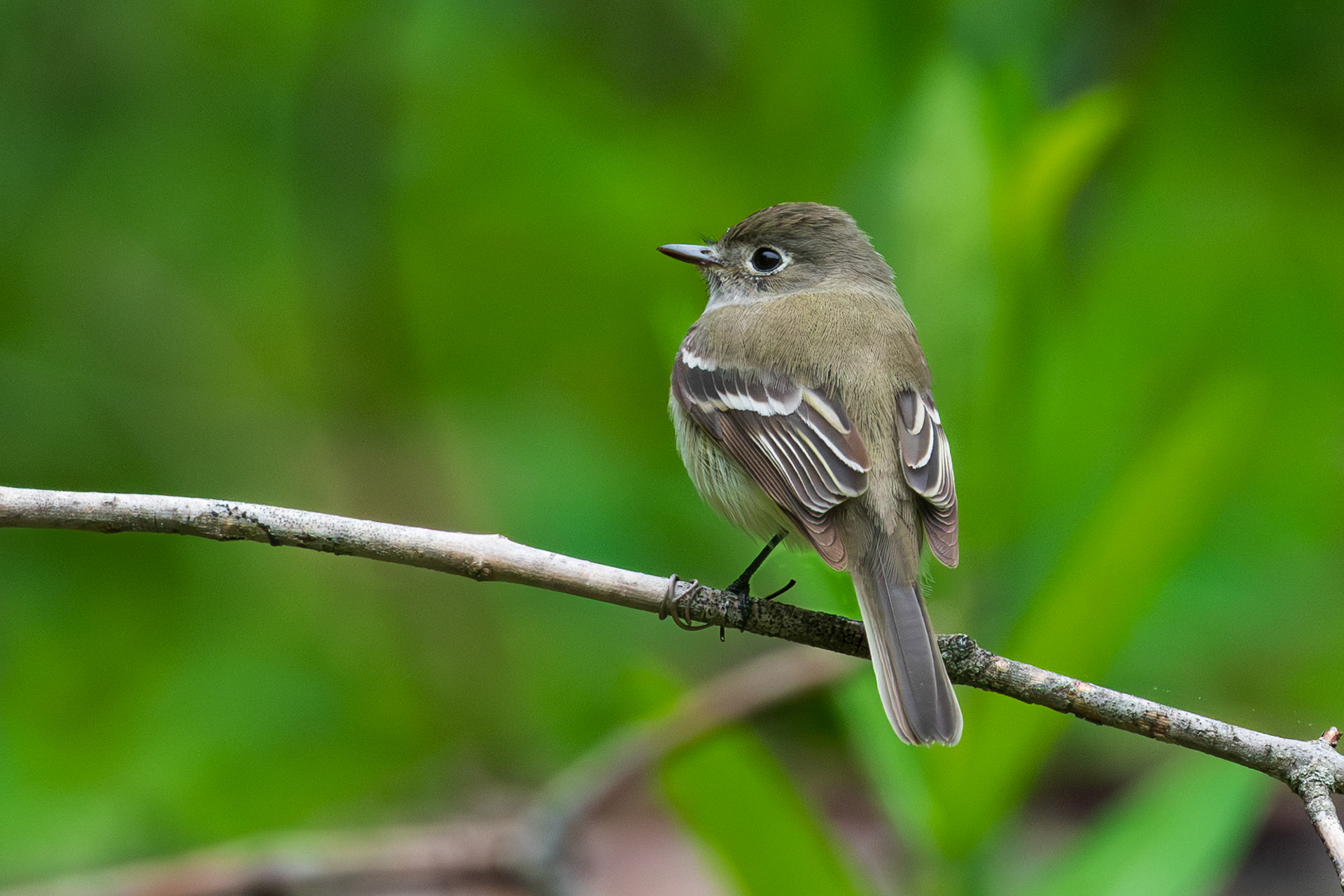Least Flycatcher