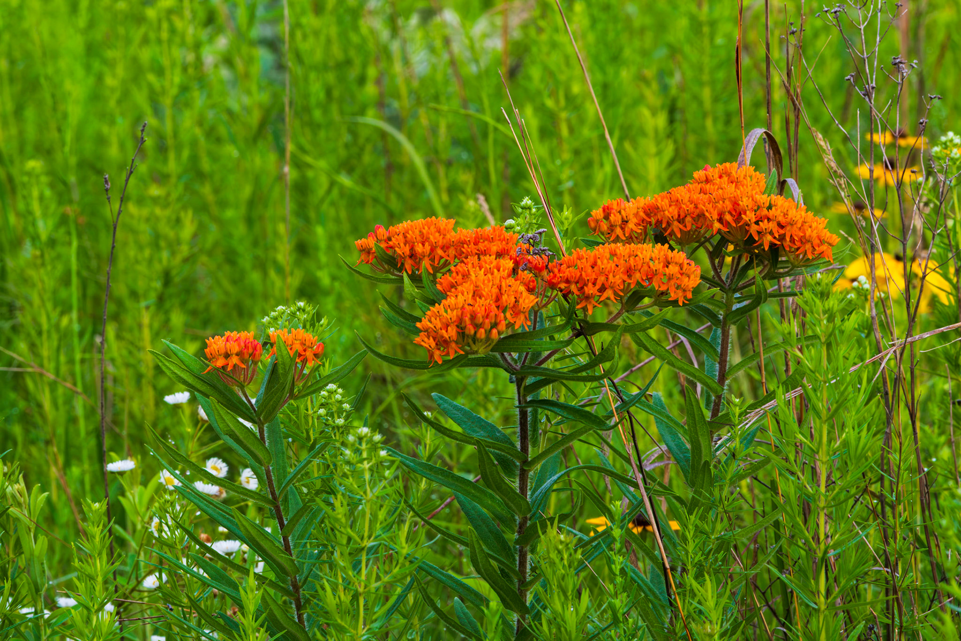 Butterfly Milkweed