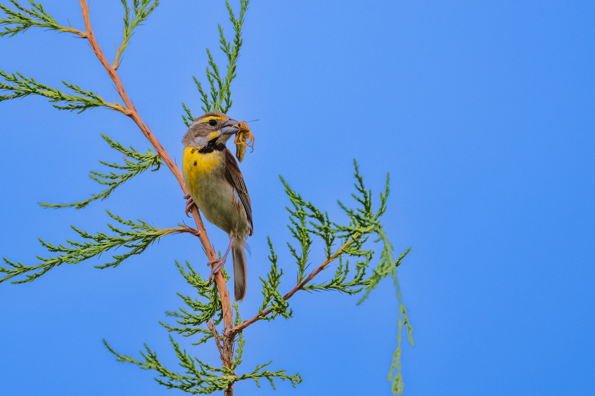 Dickcissel