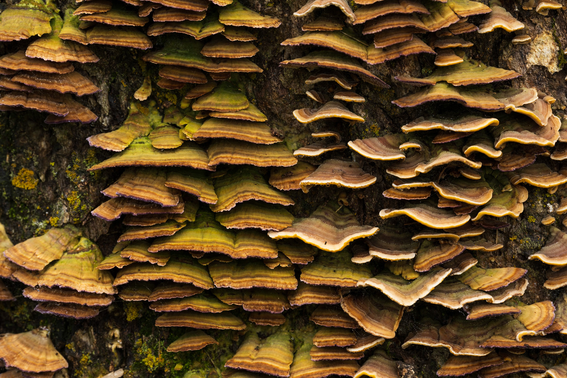Fungi