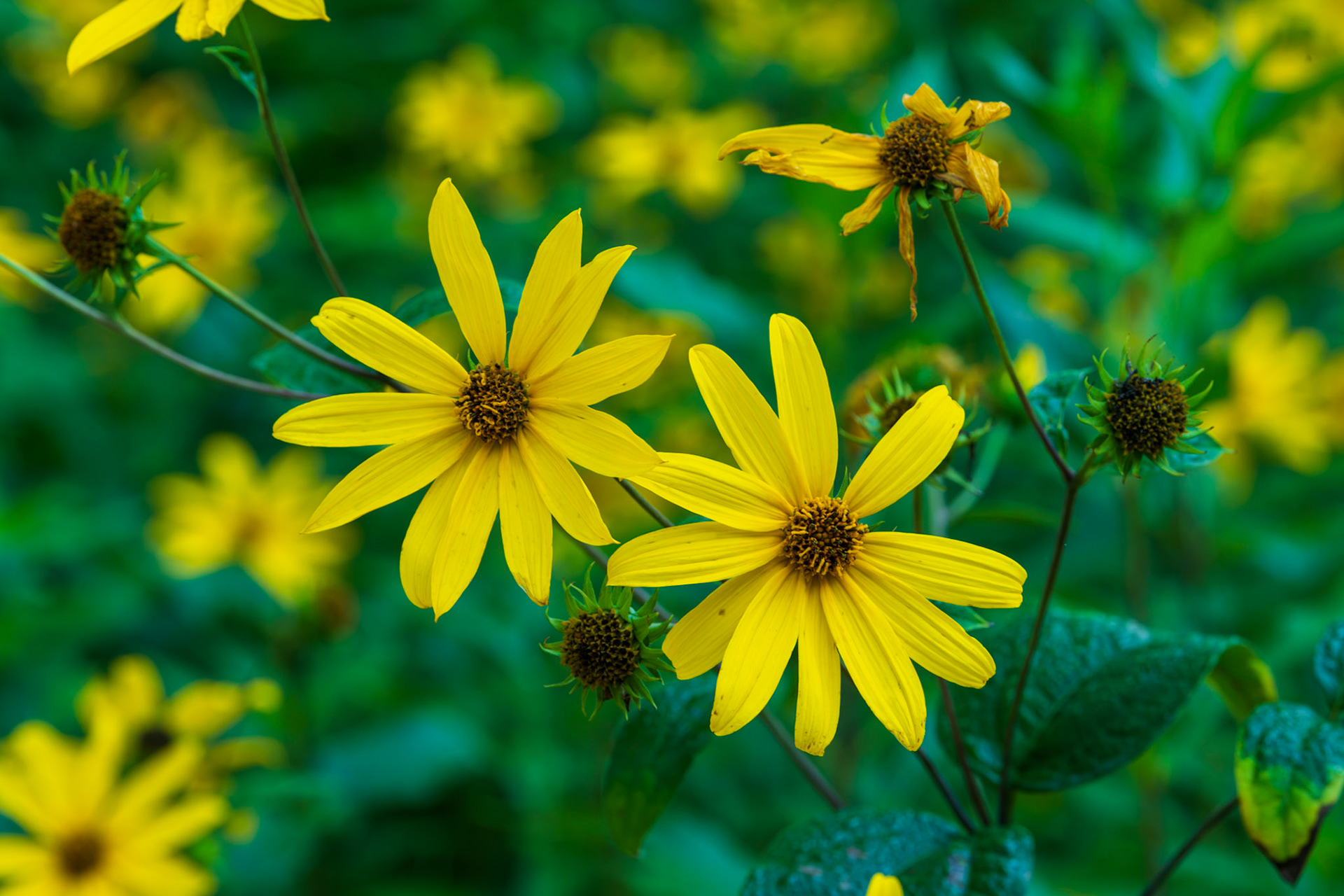 Sunflower (species)