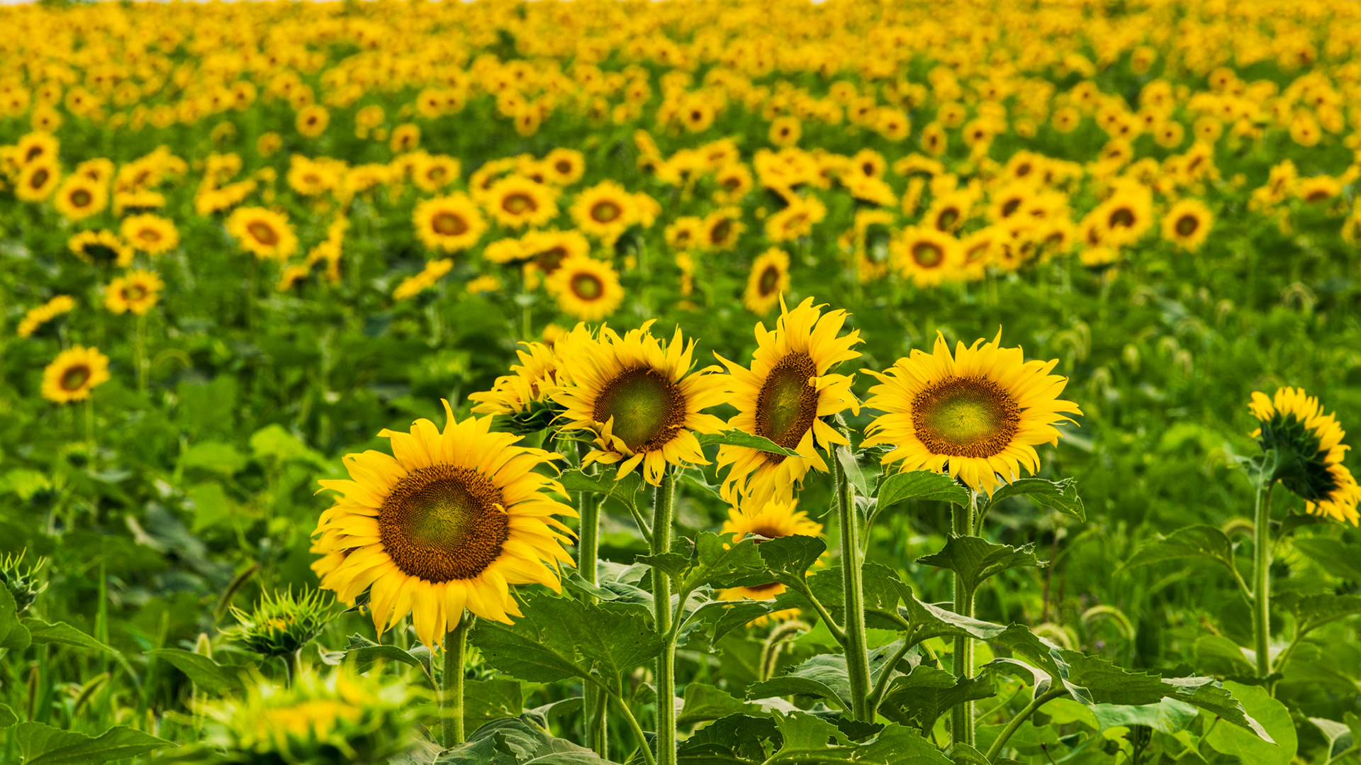 Sunflowers - West of Ankeny