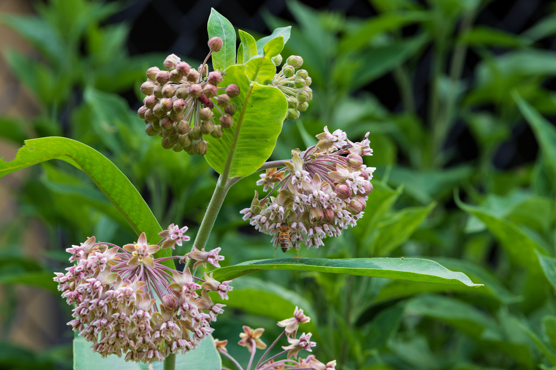 Common Milkweed
