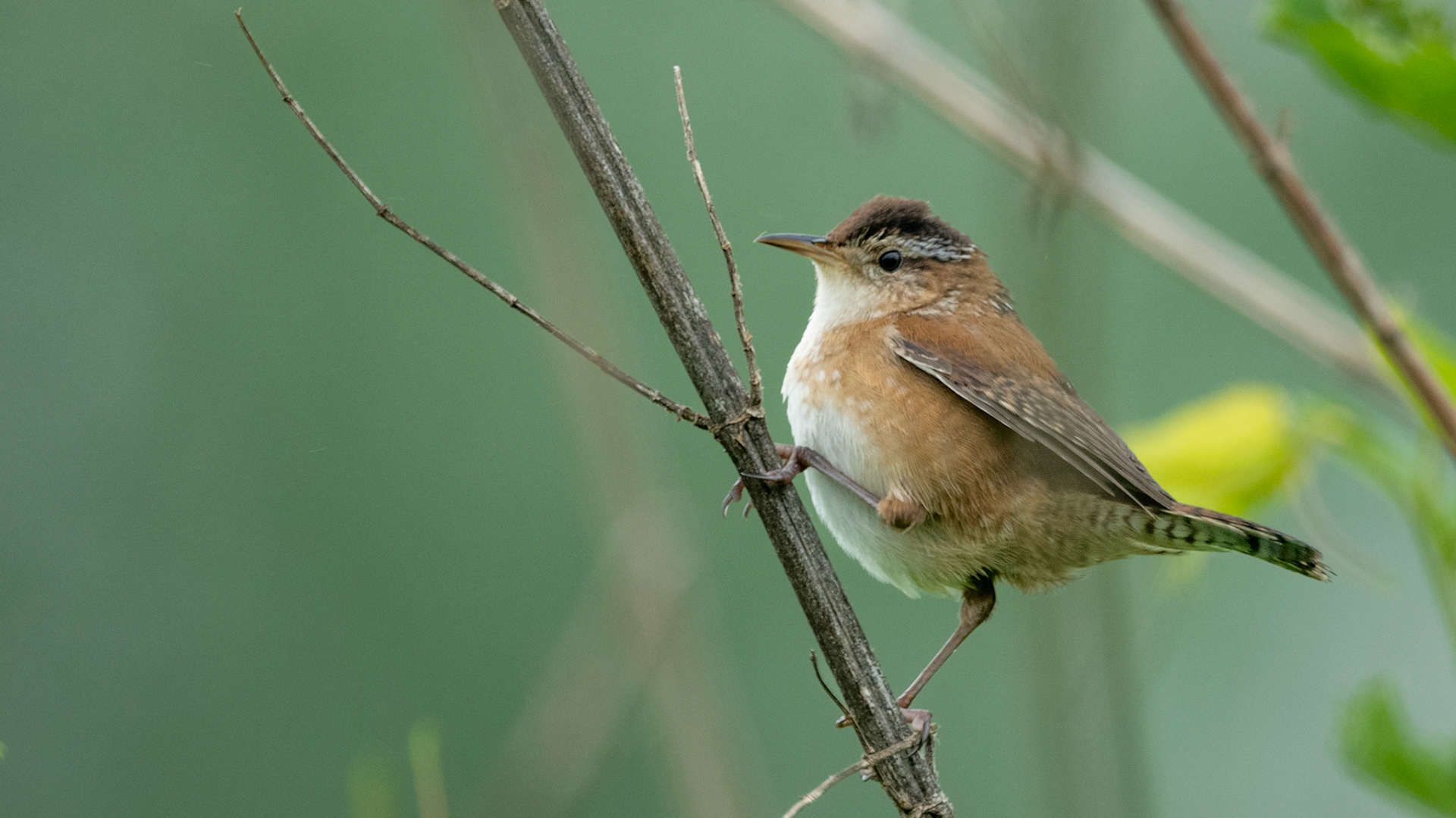 Marsh Wren