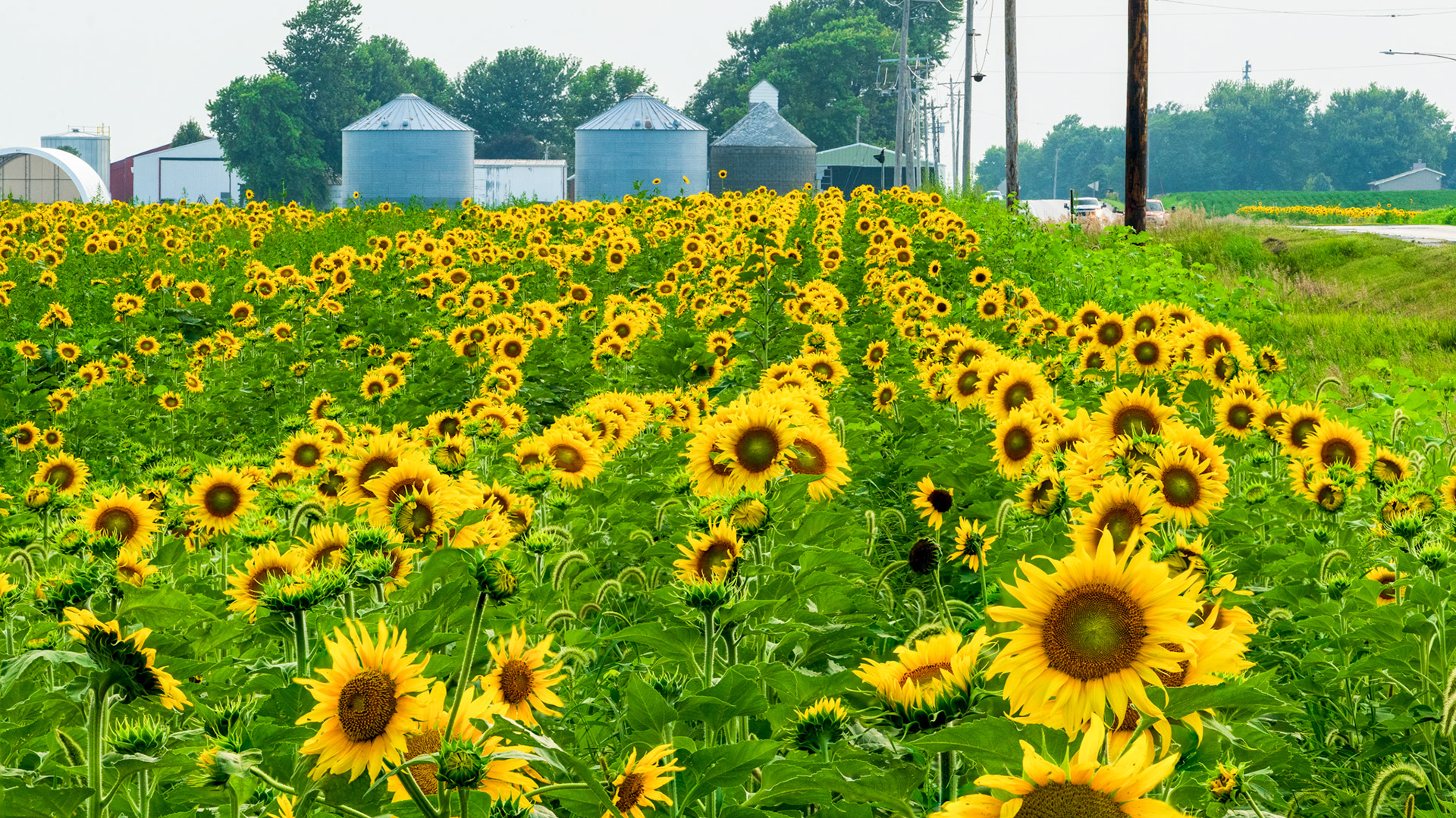 Sunflowers - West of Ankeny