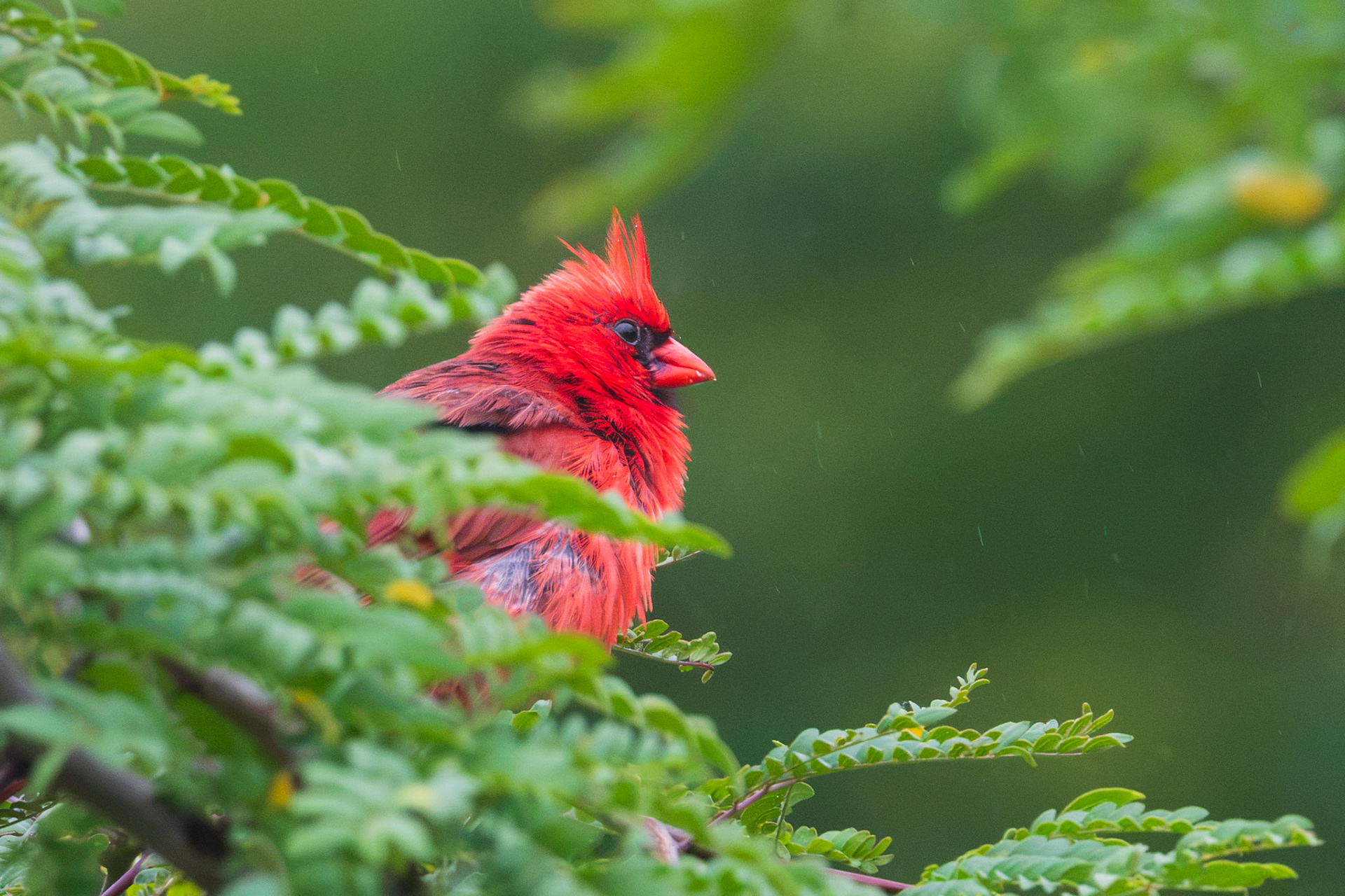 Northern Cardinal