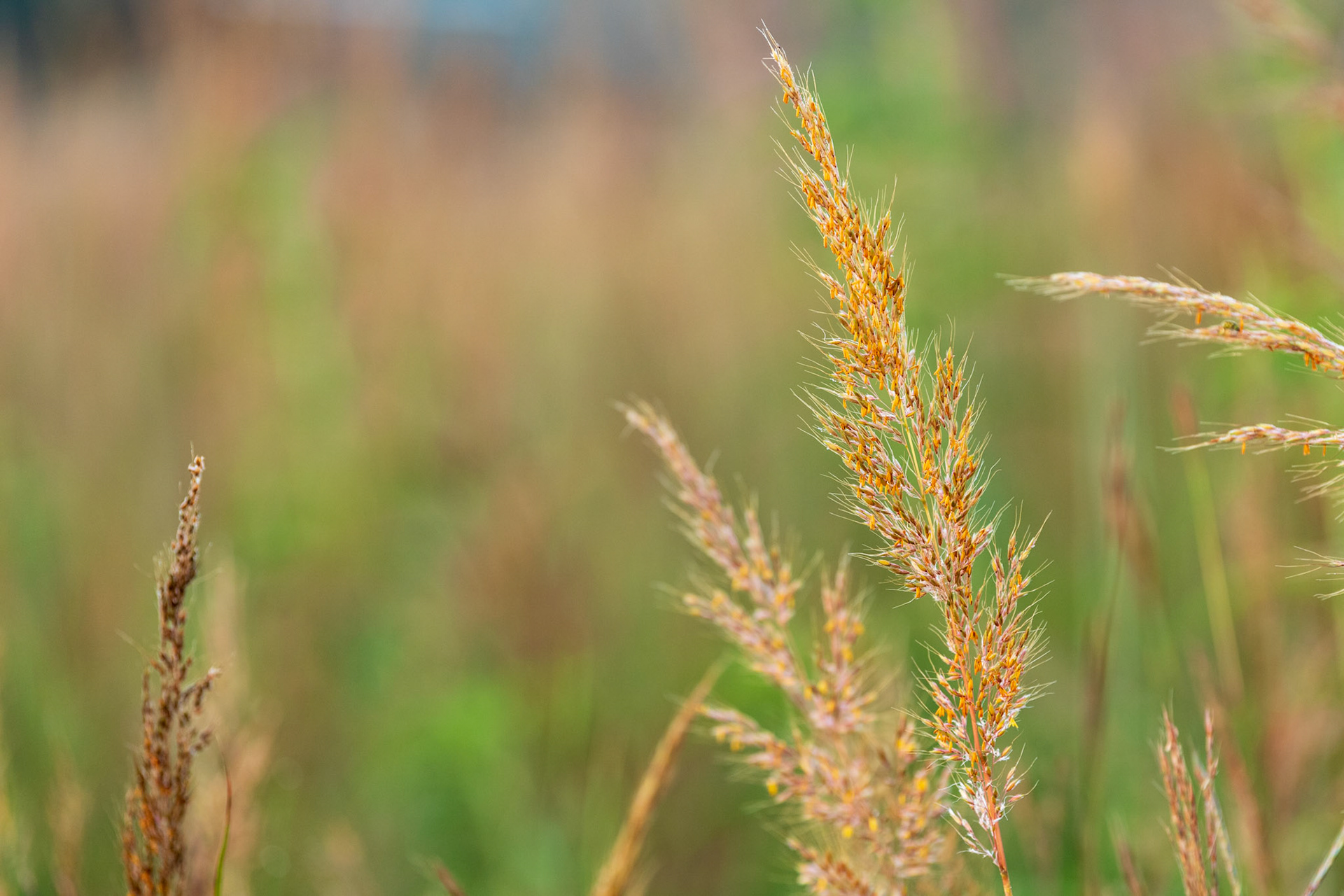 Indian Grass